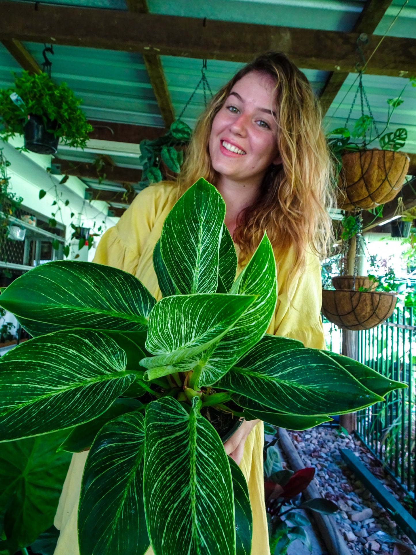 Philodendron Birkin
