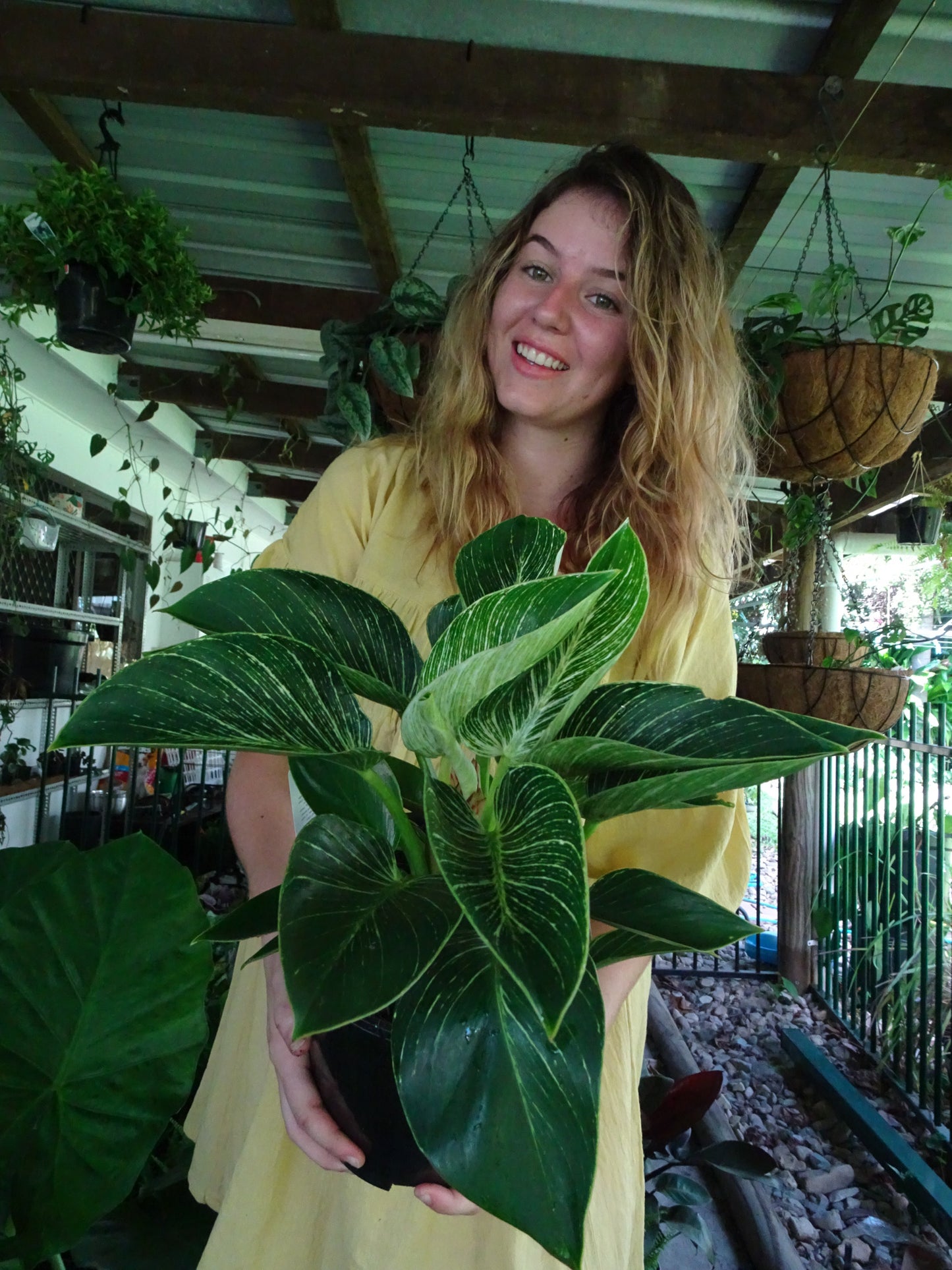 Philodendron Birkin