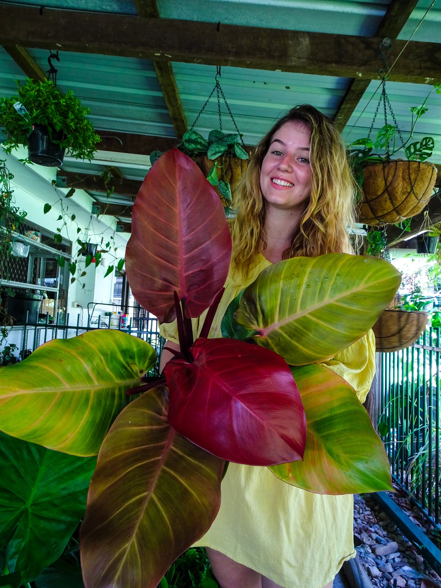 Philodendron McColleys Finale