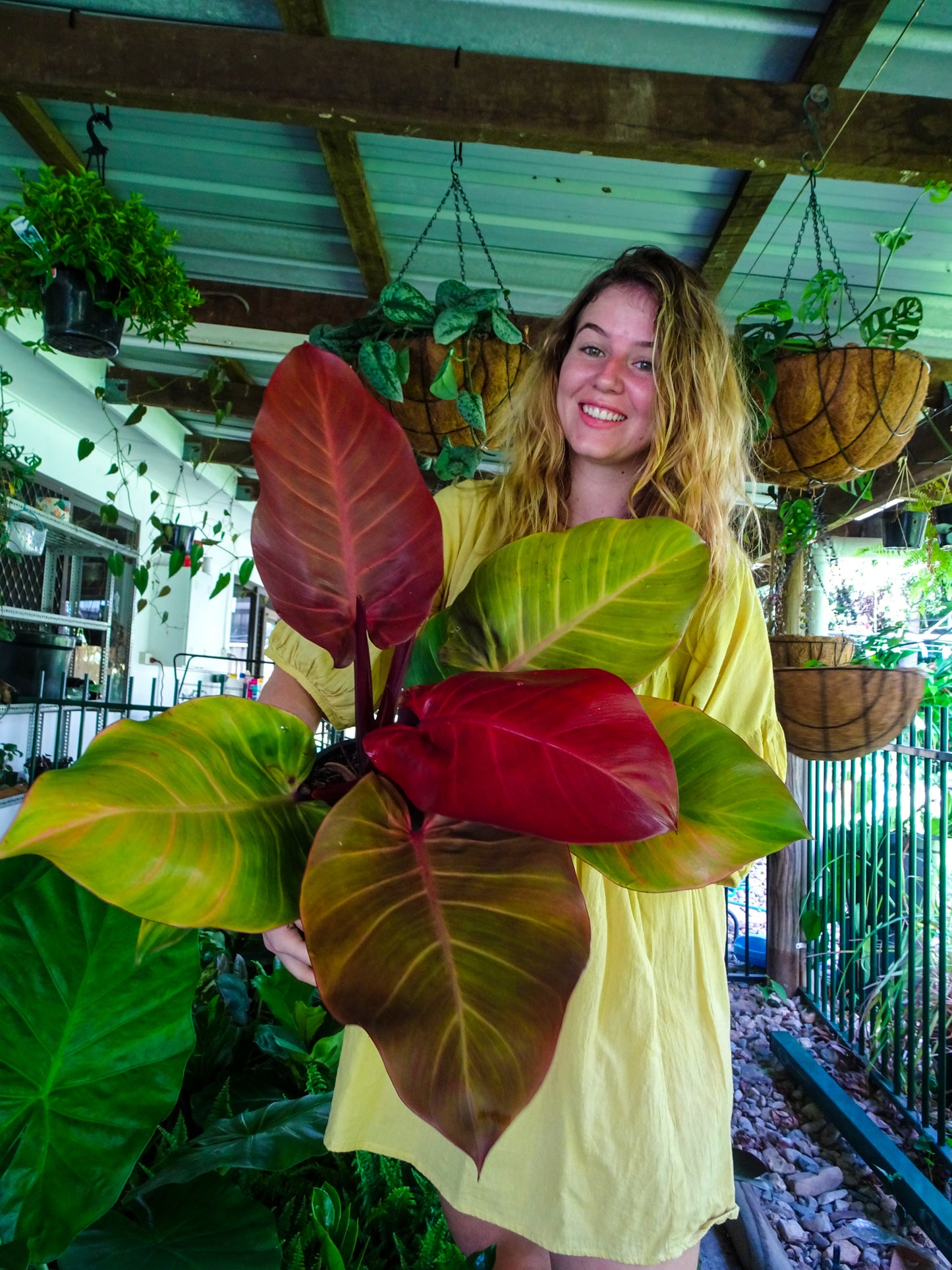 Philodendron McColleys Finale
