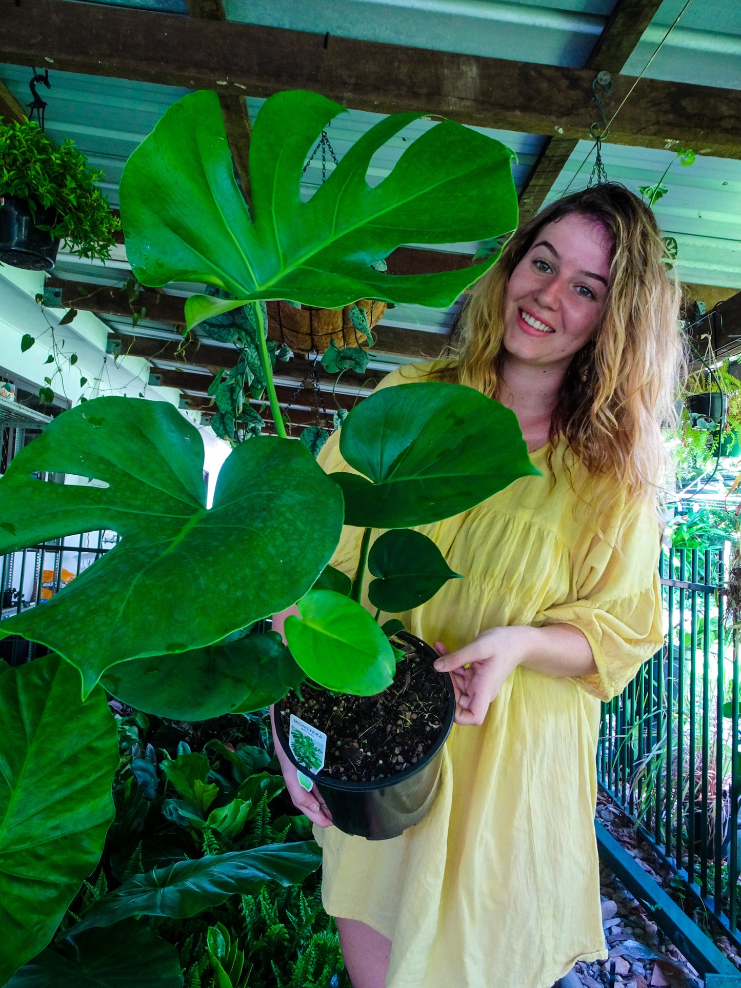Monstera Deliciosa