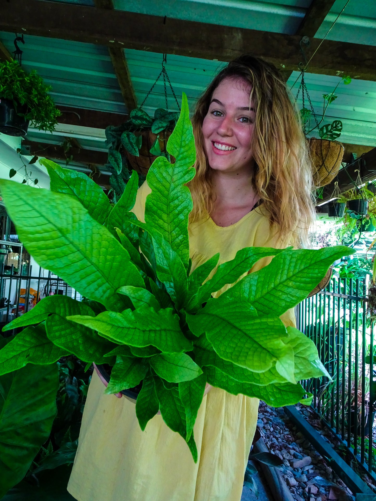 Crocodile Fern