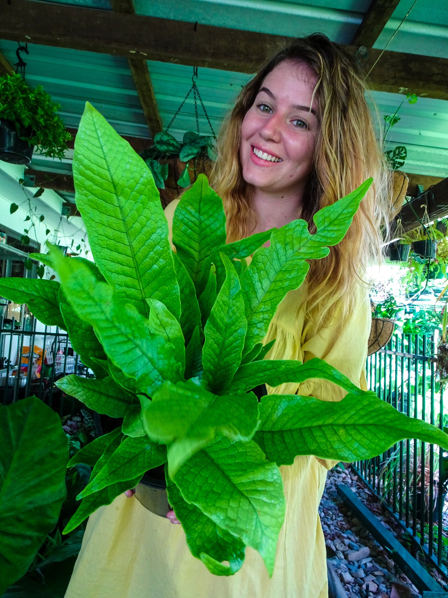 Crocodile Fern