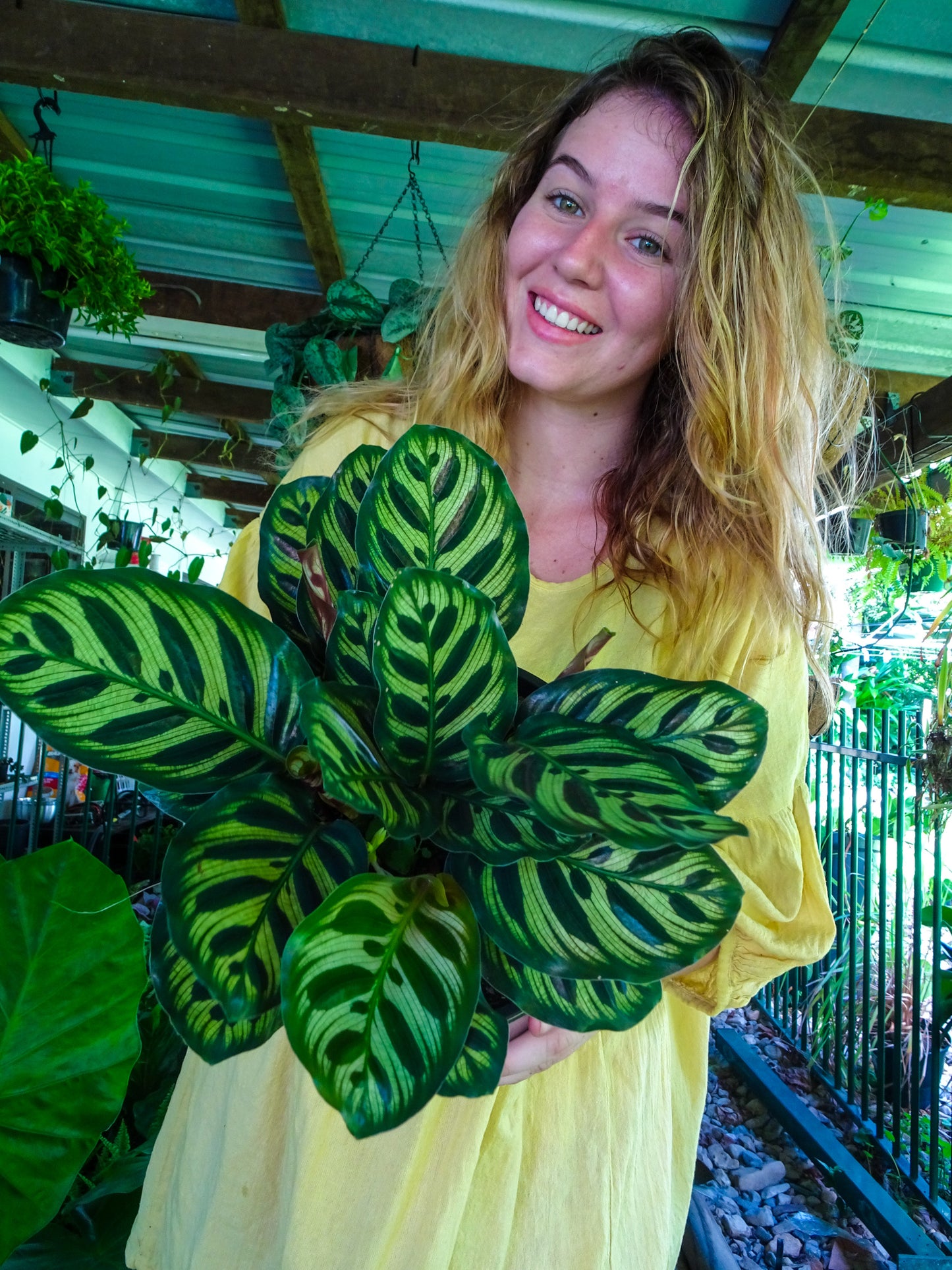 Calathea Makoyana