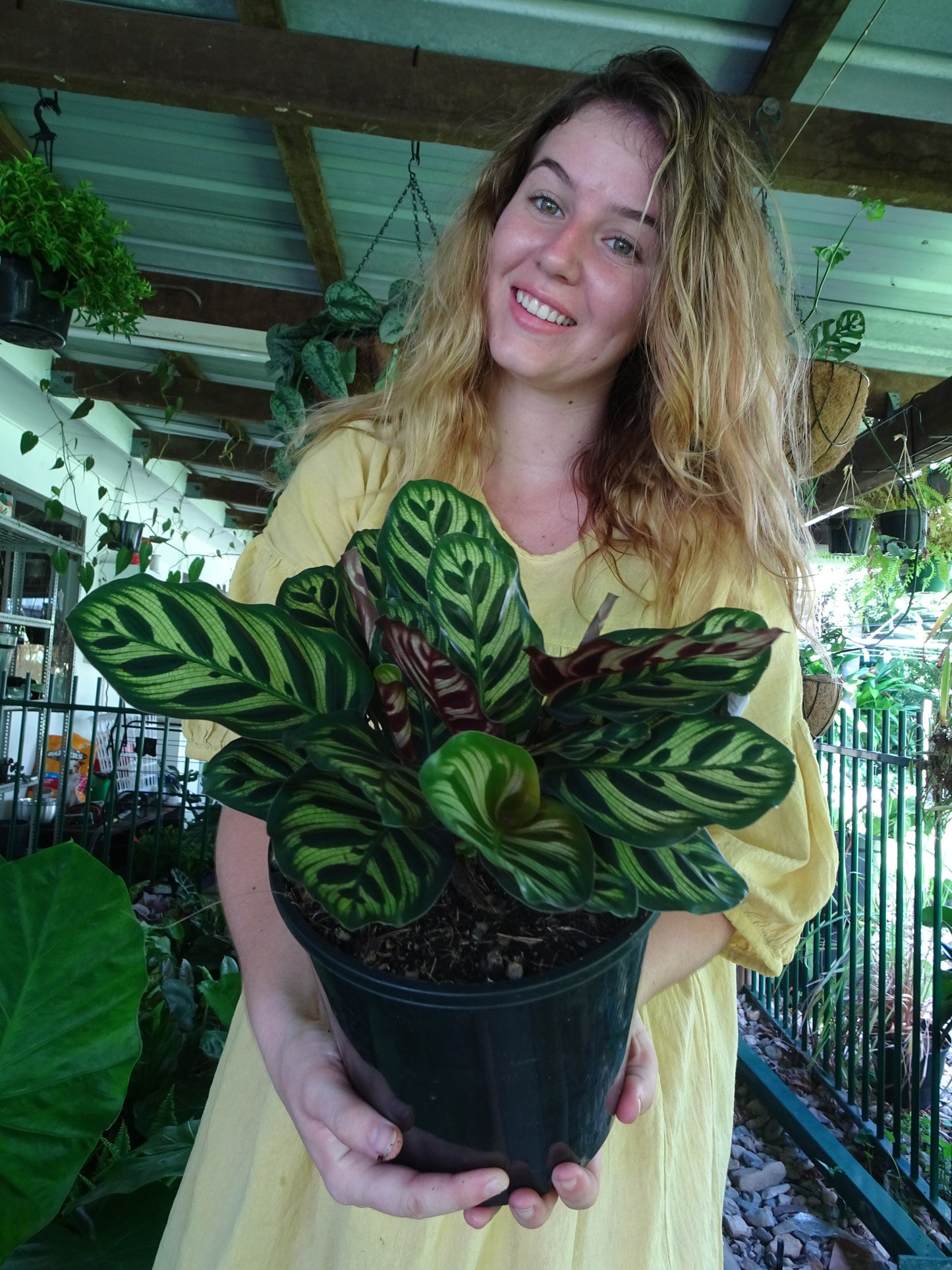 Calathea Makoyana