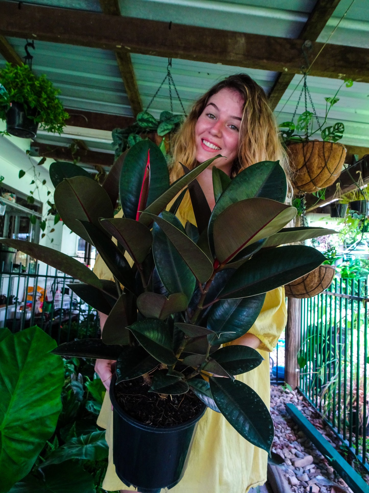 Burgundy Rubber Tree