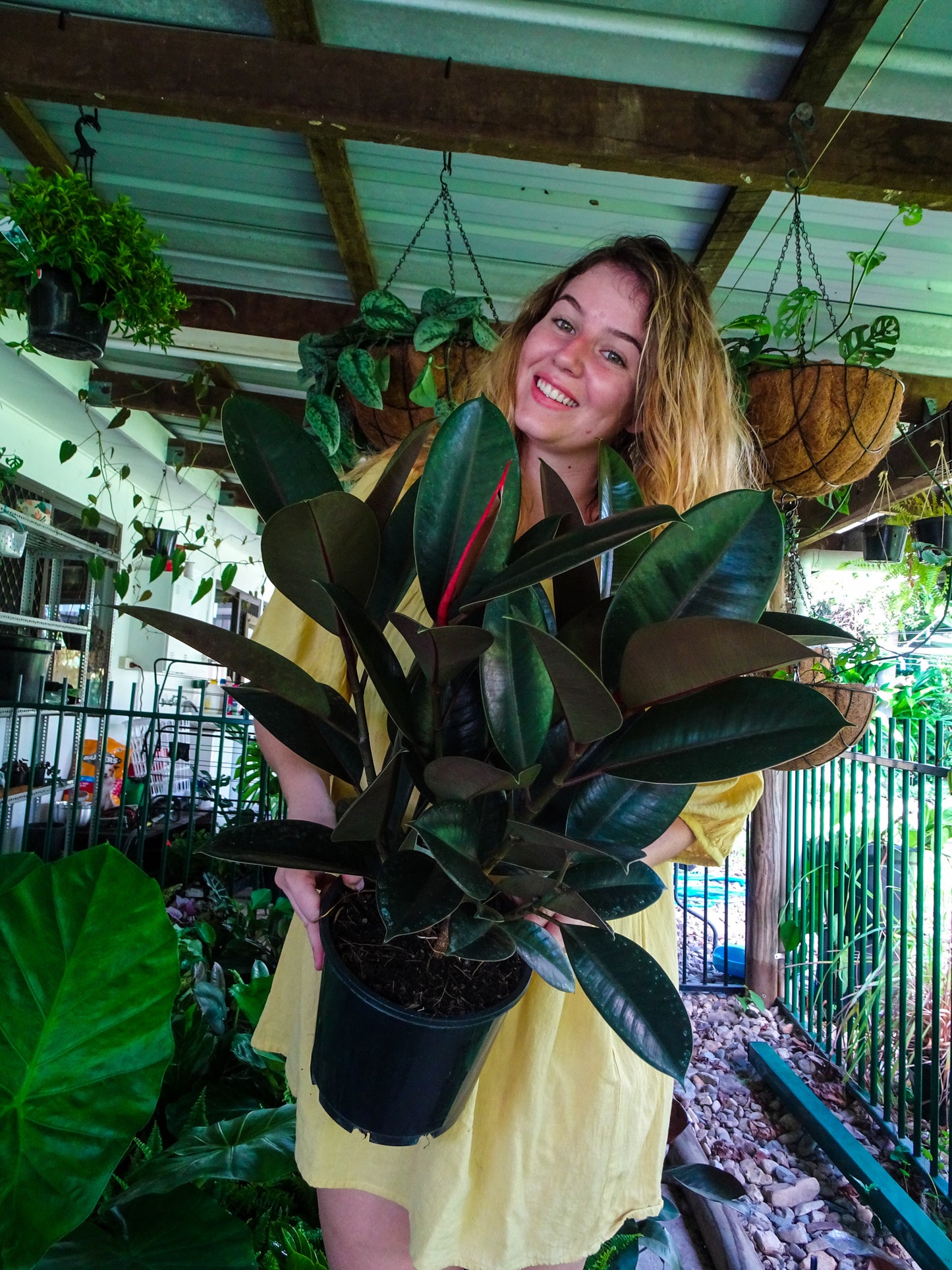 Burgundy Rubber Tree