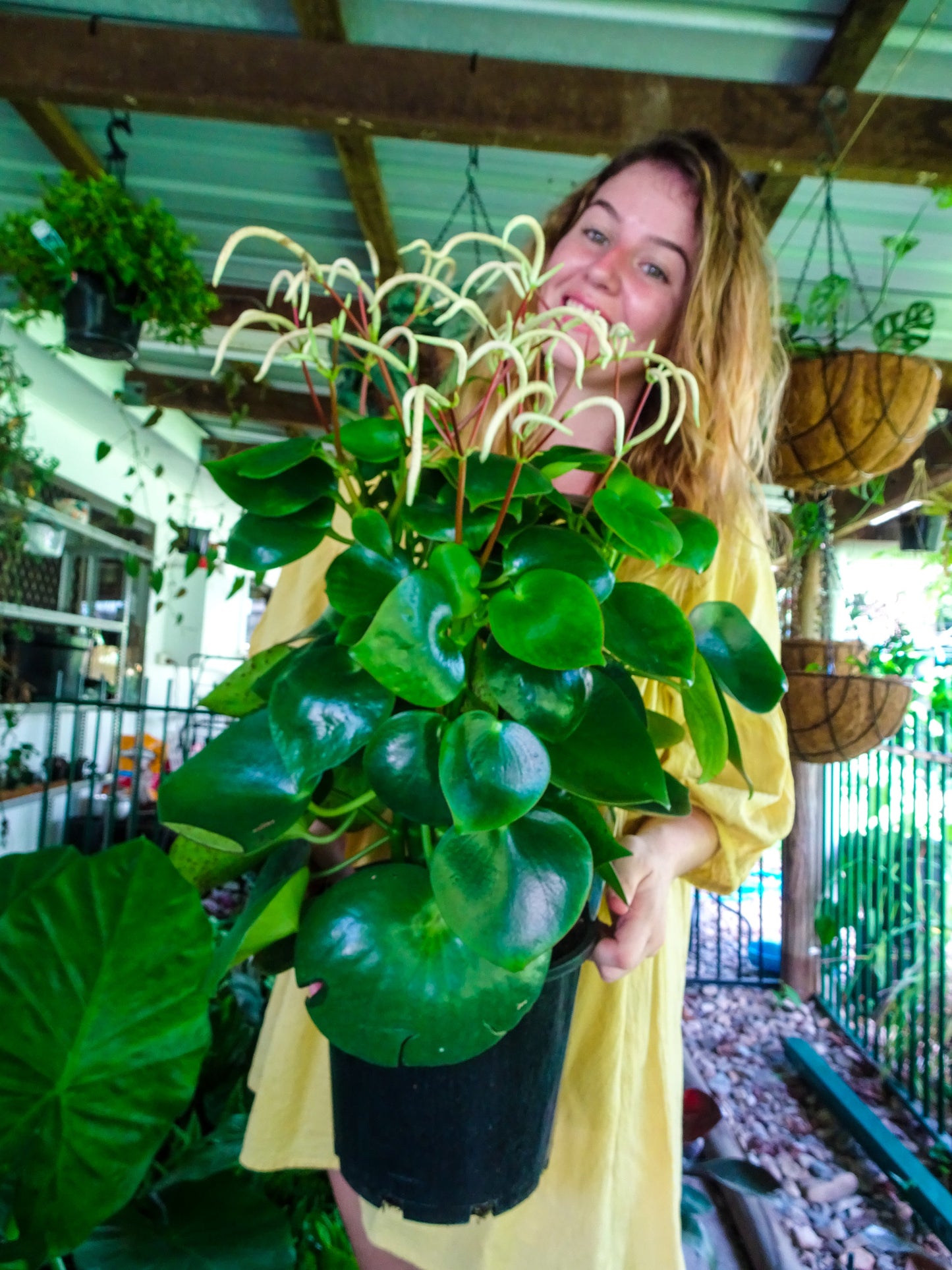 Peperomia Raindrop