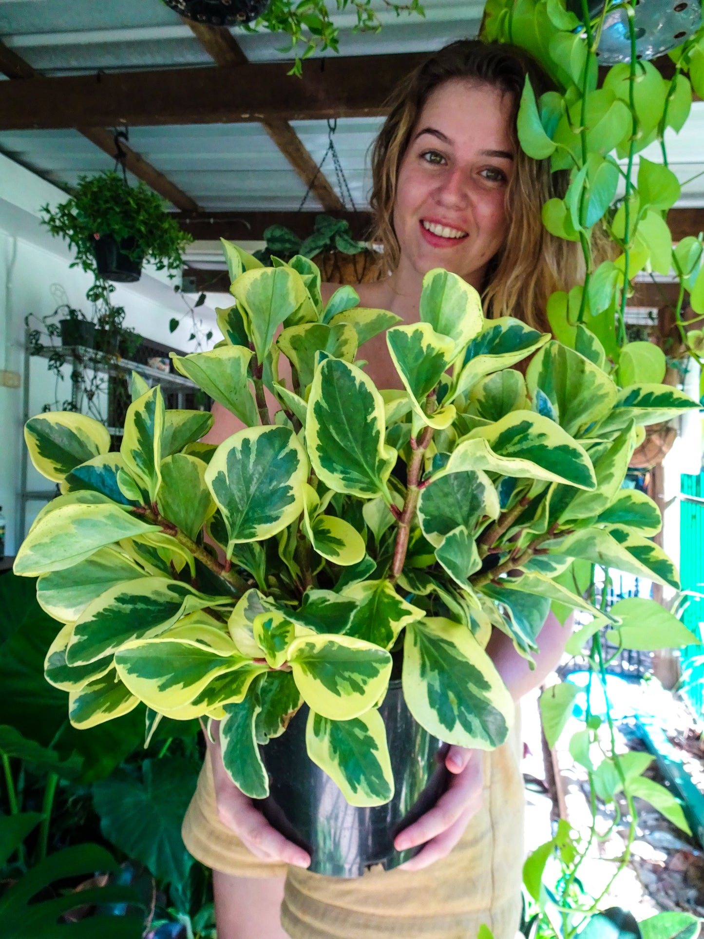 Peperomia Albo Marginata