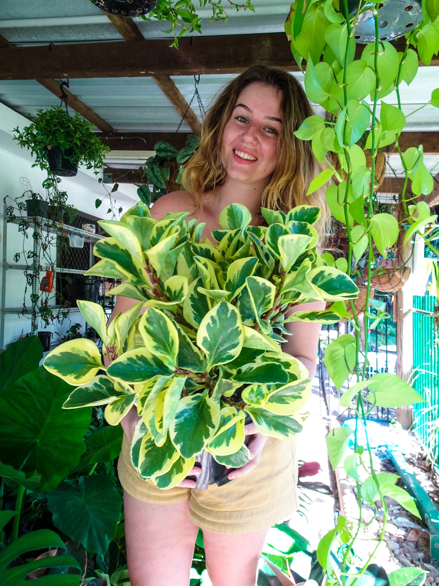 Peperomia Albo Marginata