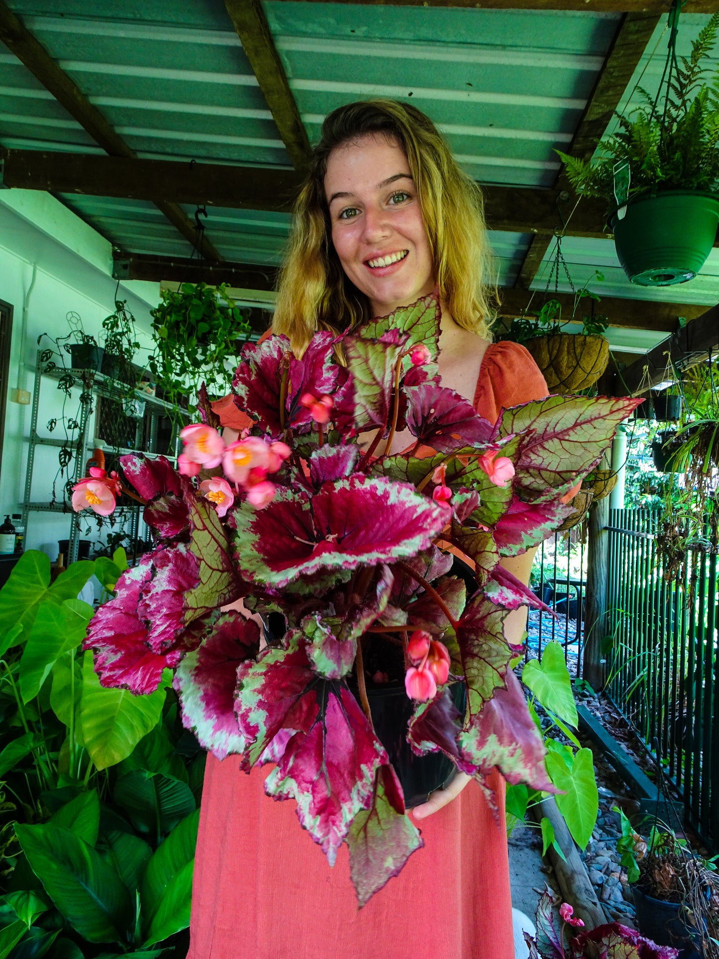 Begonia Kotubki Rex