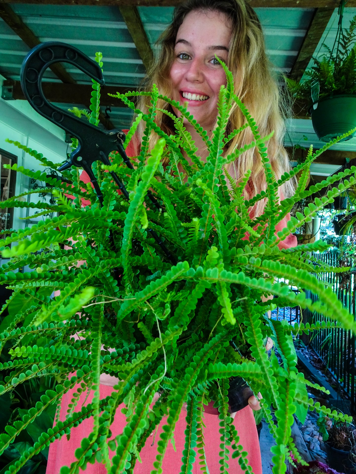Duffi Fern Hanging Basket