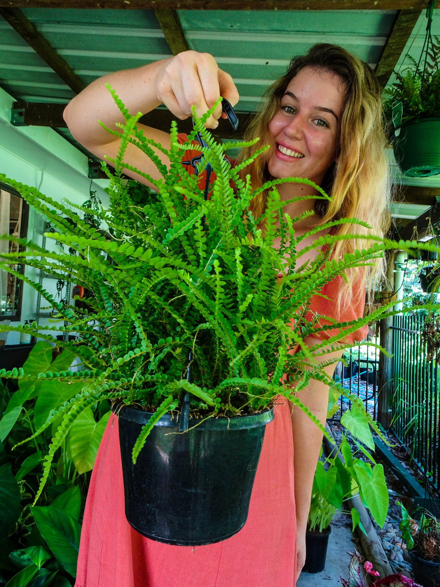 Duffi Fern Hanging Basket
