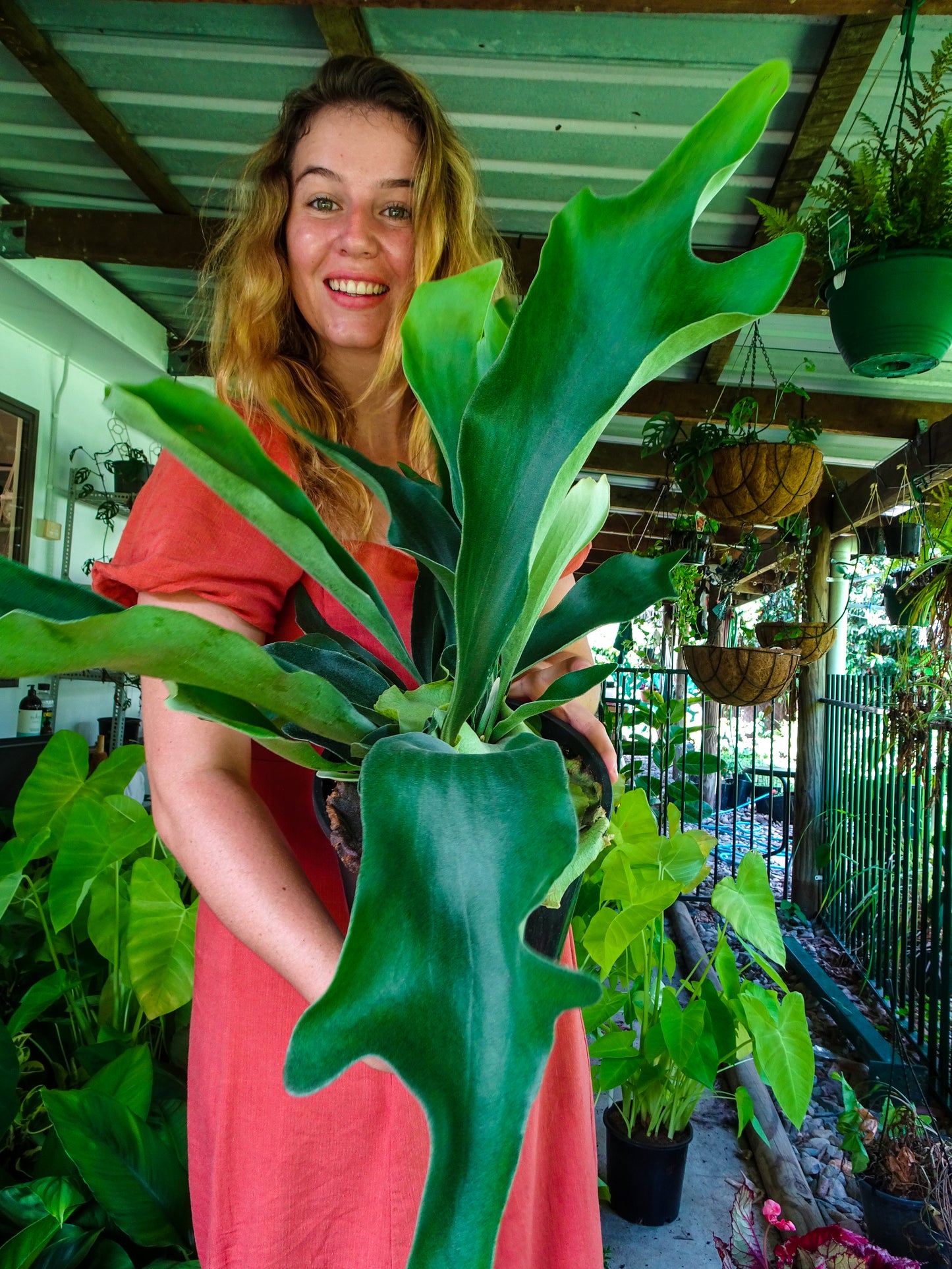 Elkhorn Fern