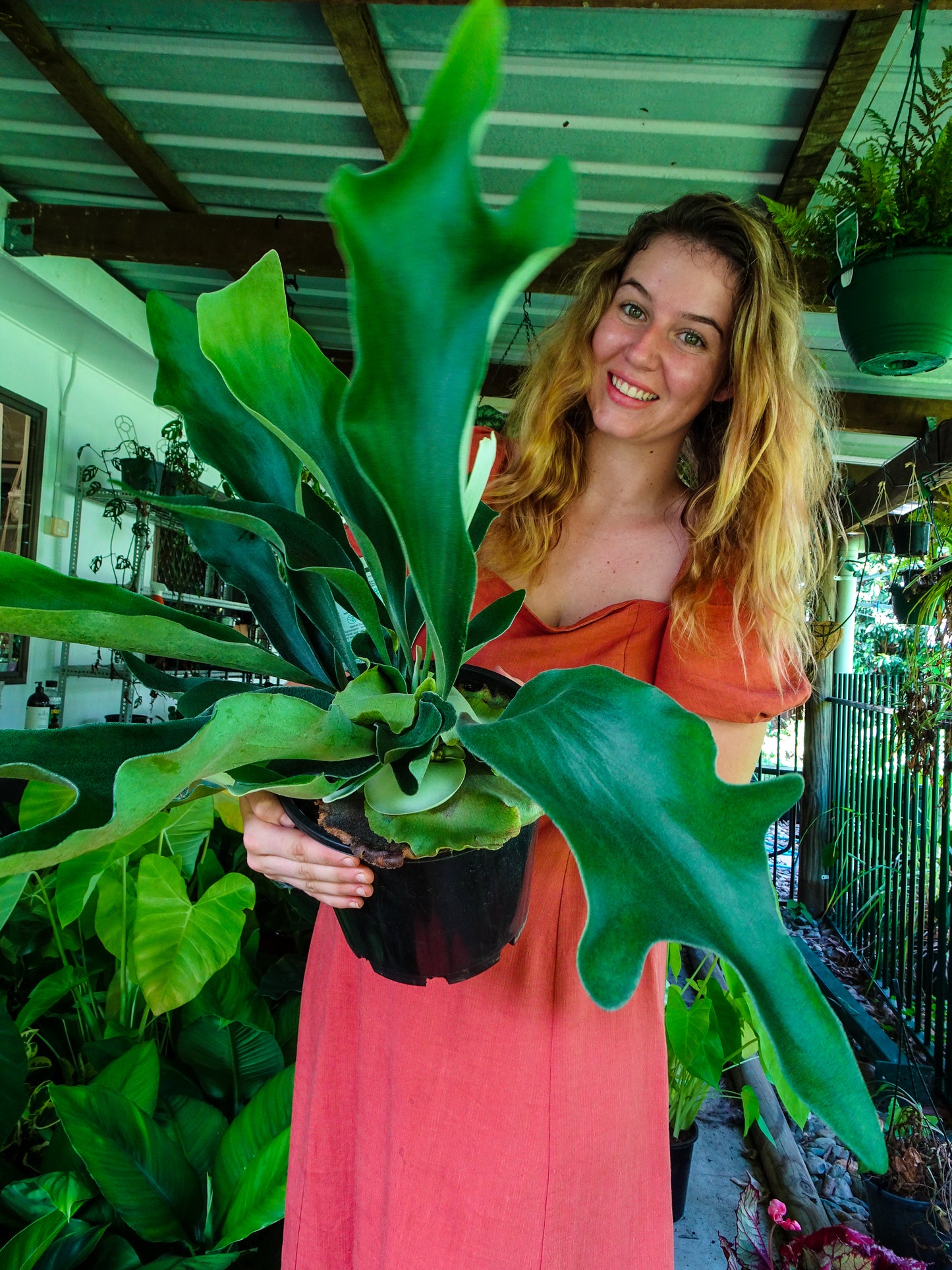 Elkhorn Fern