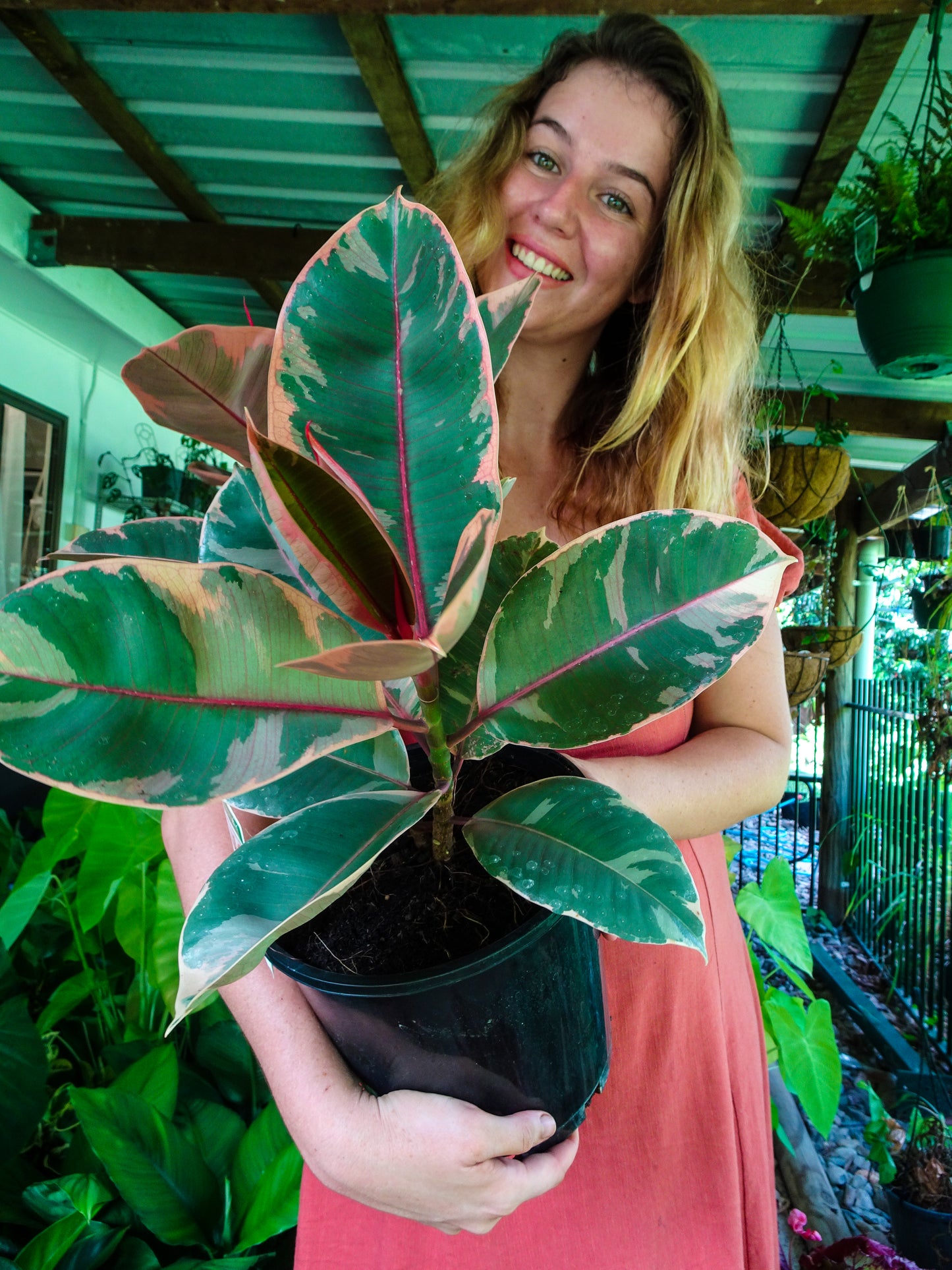 Ficus Elastica Ruby