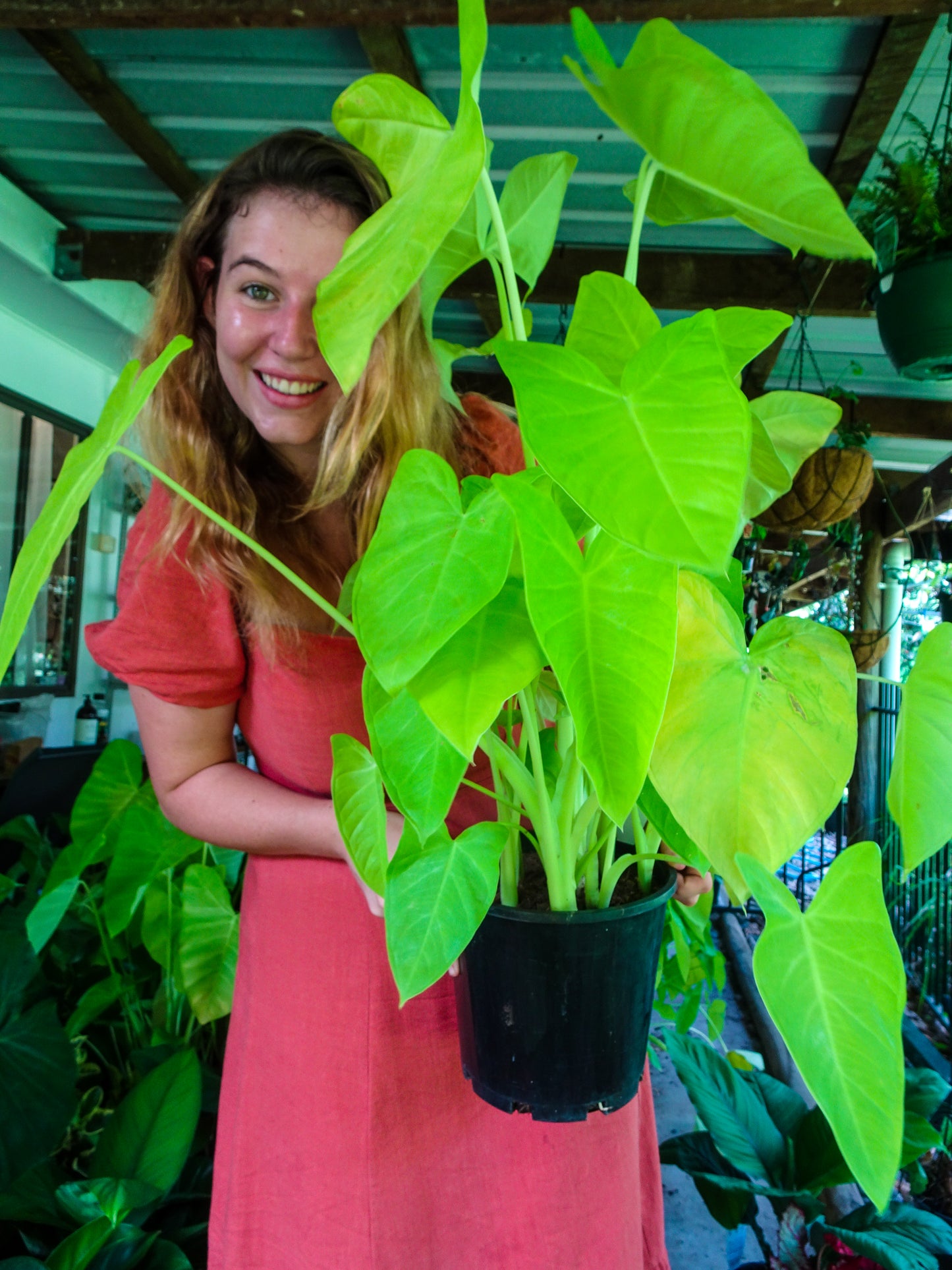 Alocasia Lime Zinger
