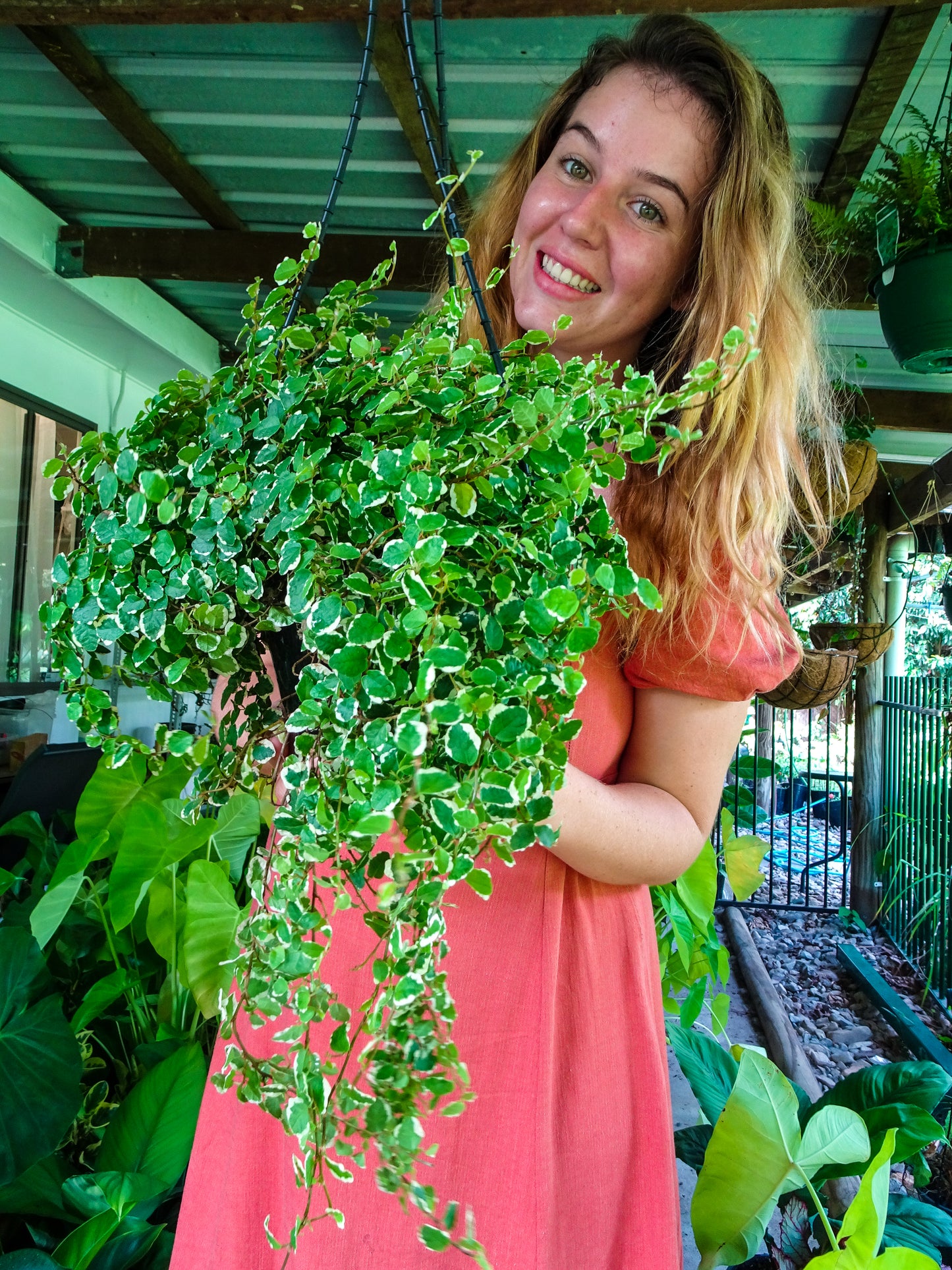 Ficus Pumila Vareigated Hanging Basket