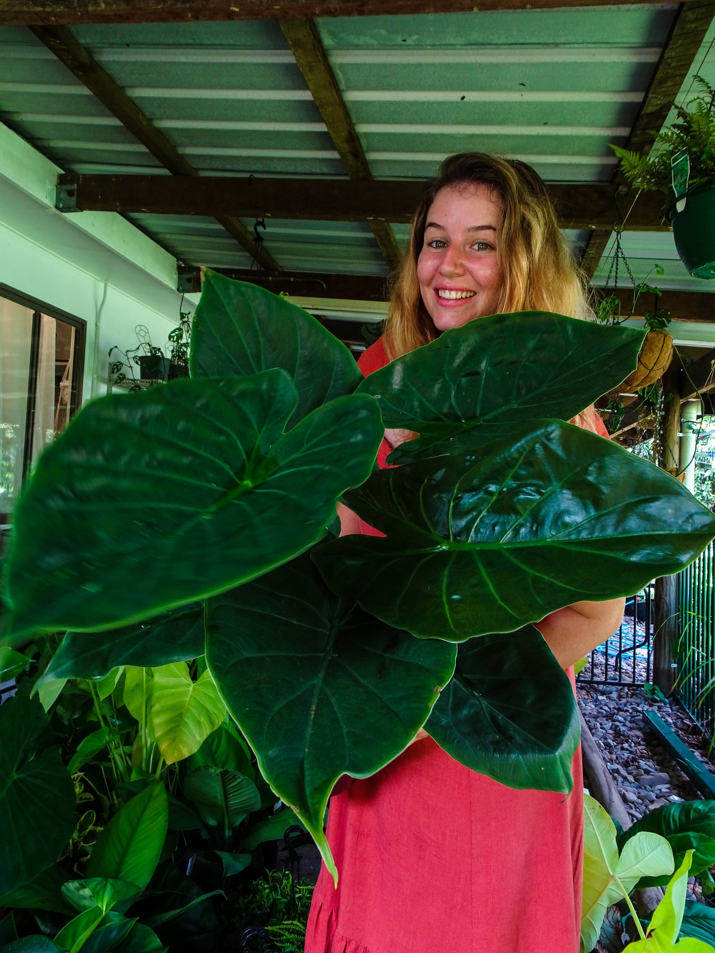 Alocasia Wentii