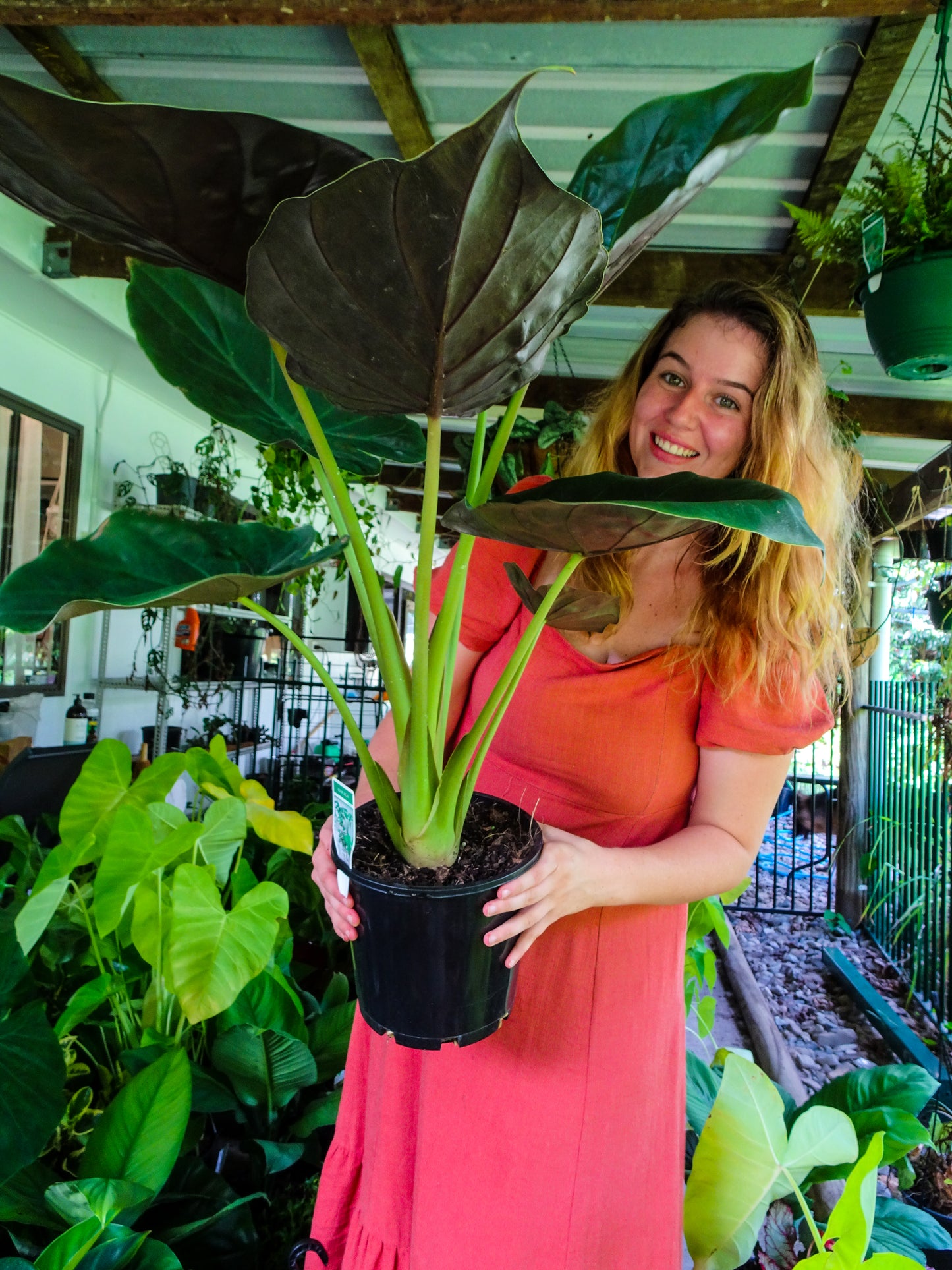 Alocasia Wentii