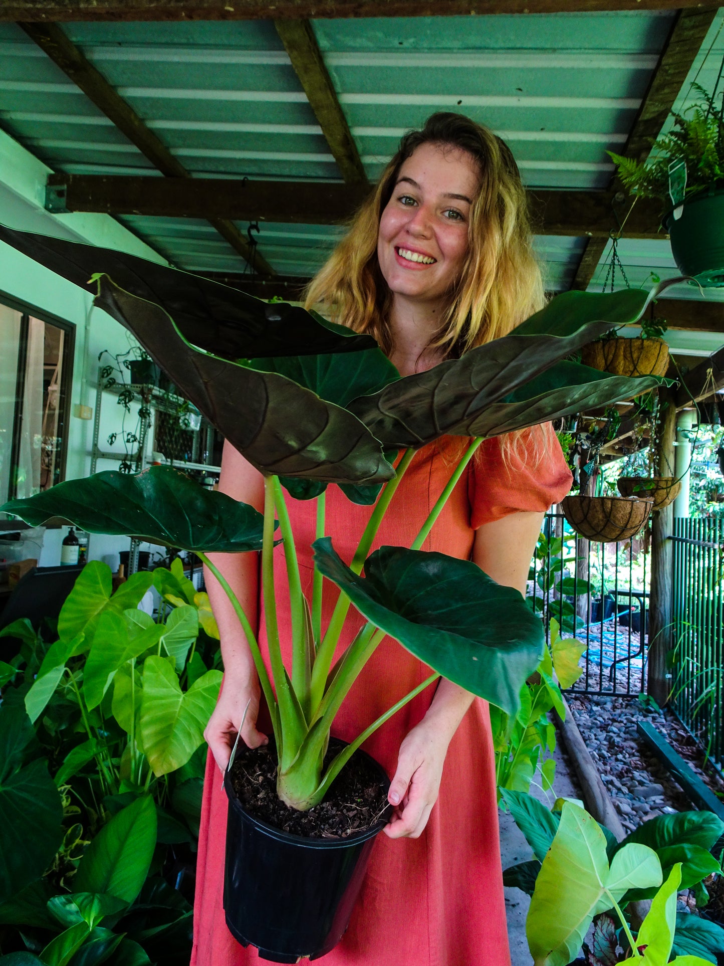 Alocasia Wentii
