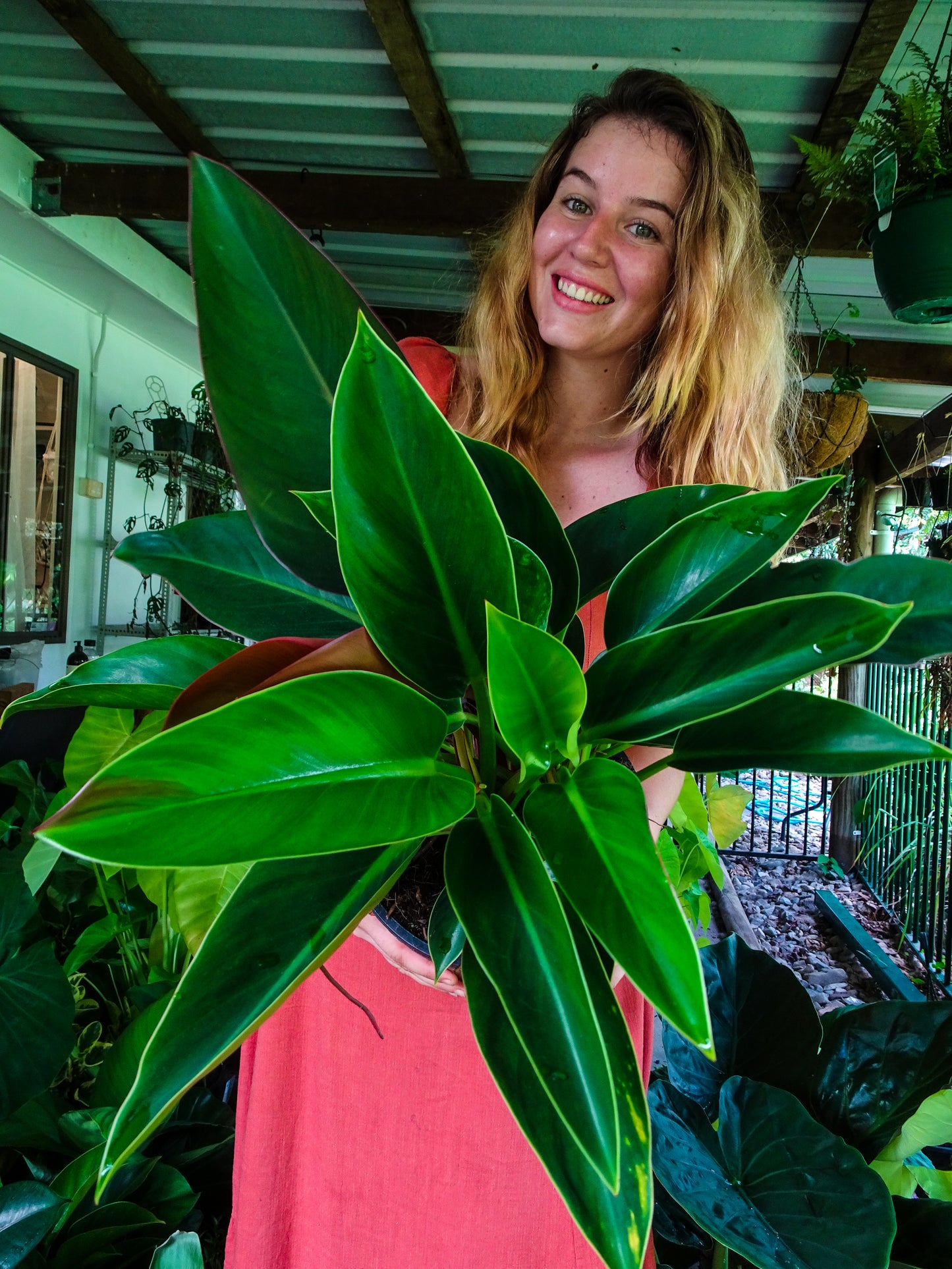 Philodendron Apple Congo