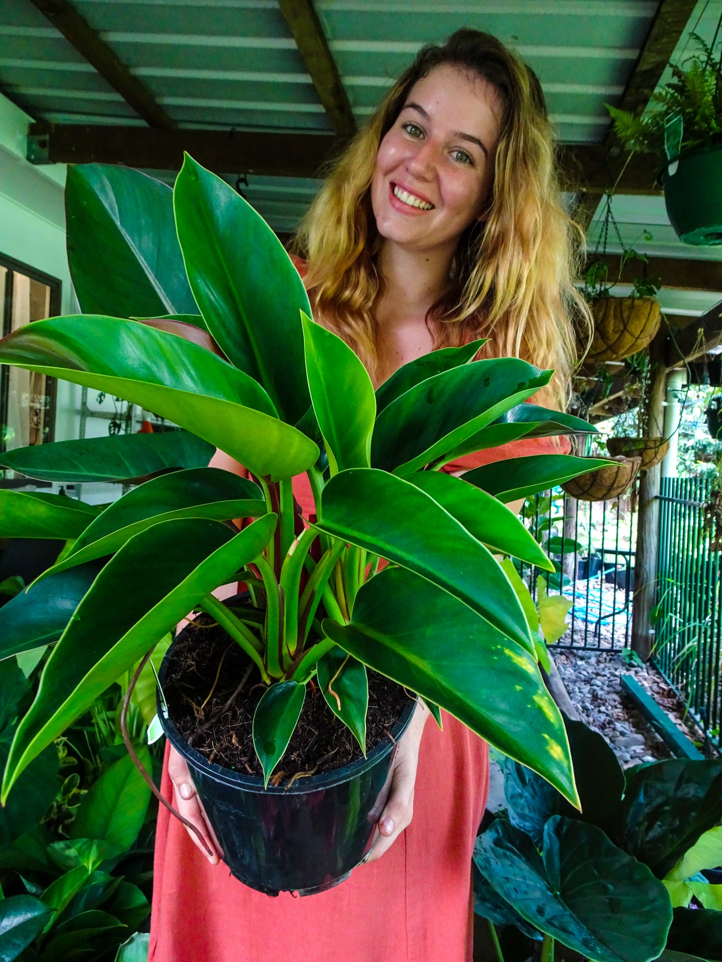 Philodendron Apple Congo