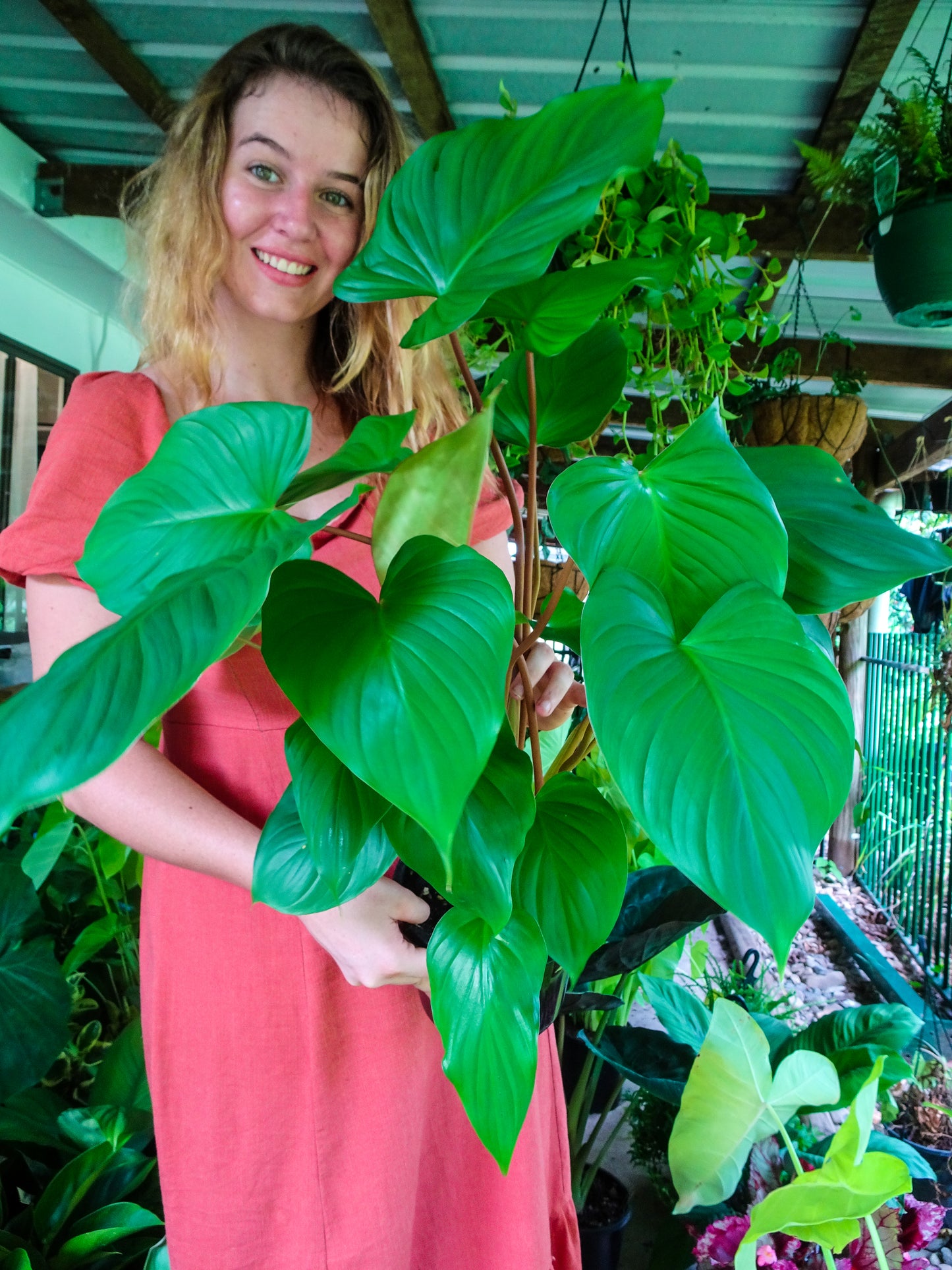 Homalomena Maggi