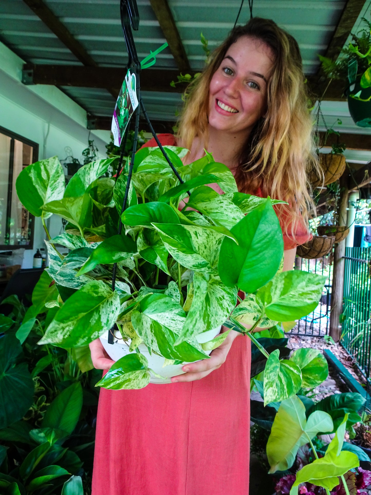 Giant Marble Queen Ivy Hanging Basket