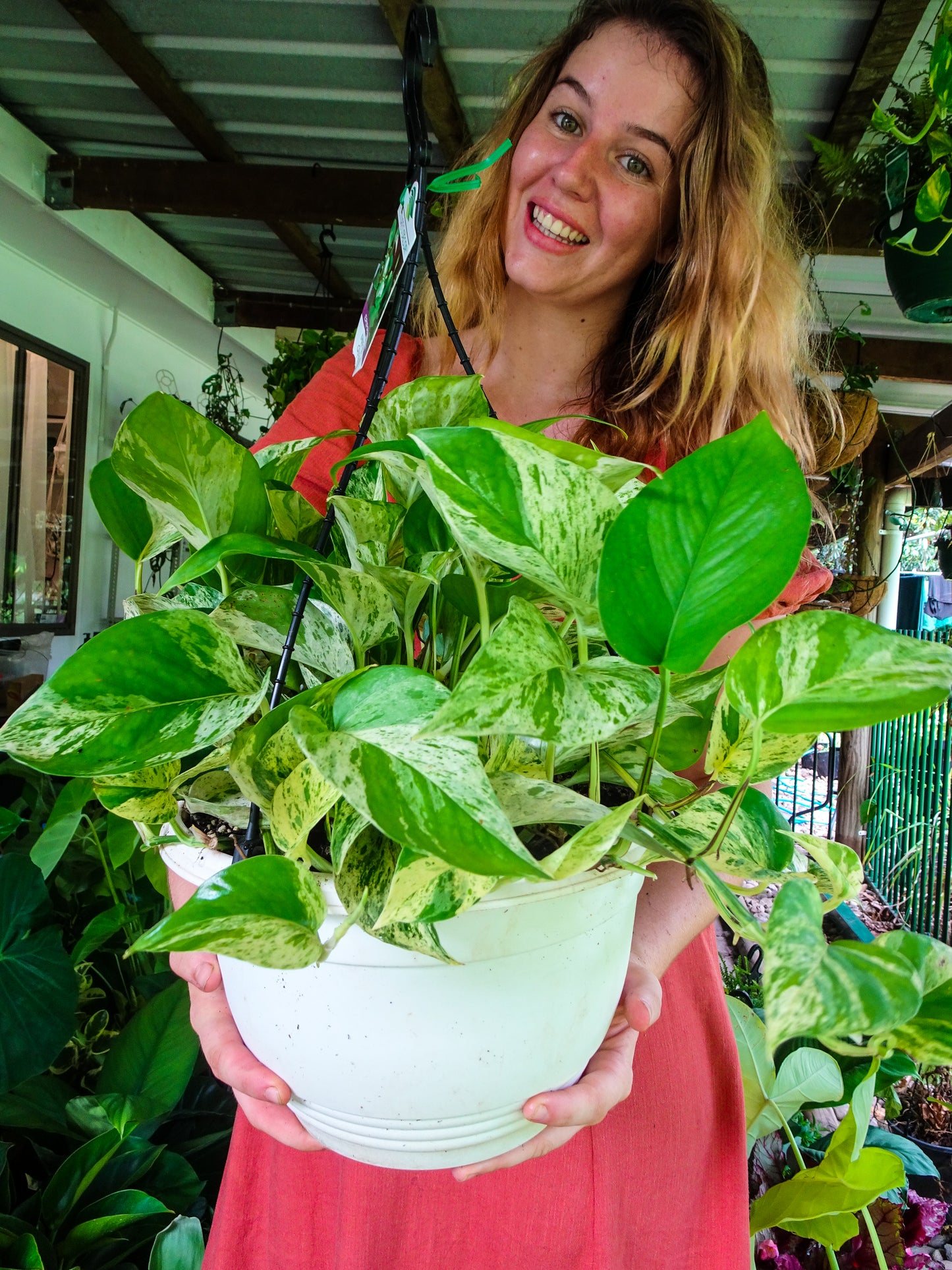 Giant Marble Queen Ivy Hanging Basket