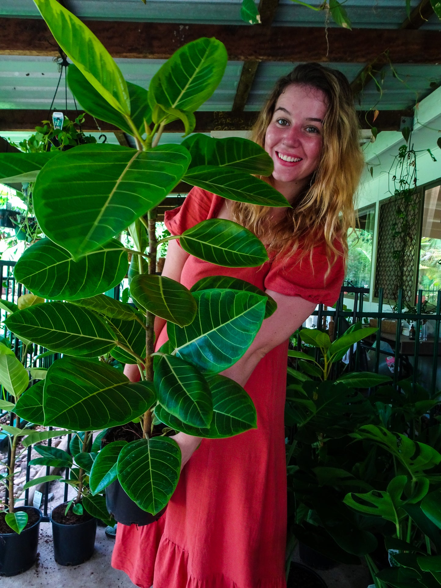 Giant Yellow Gem Rubber Tree