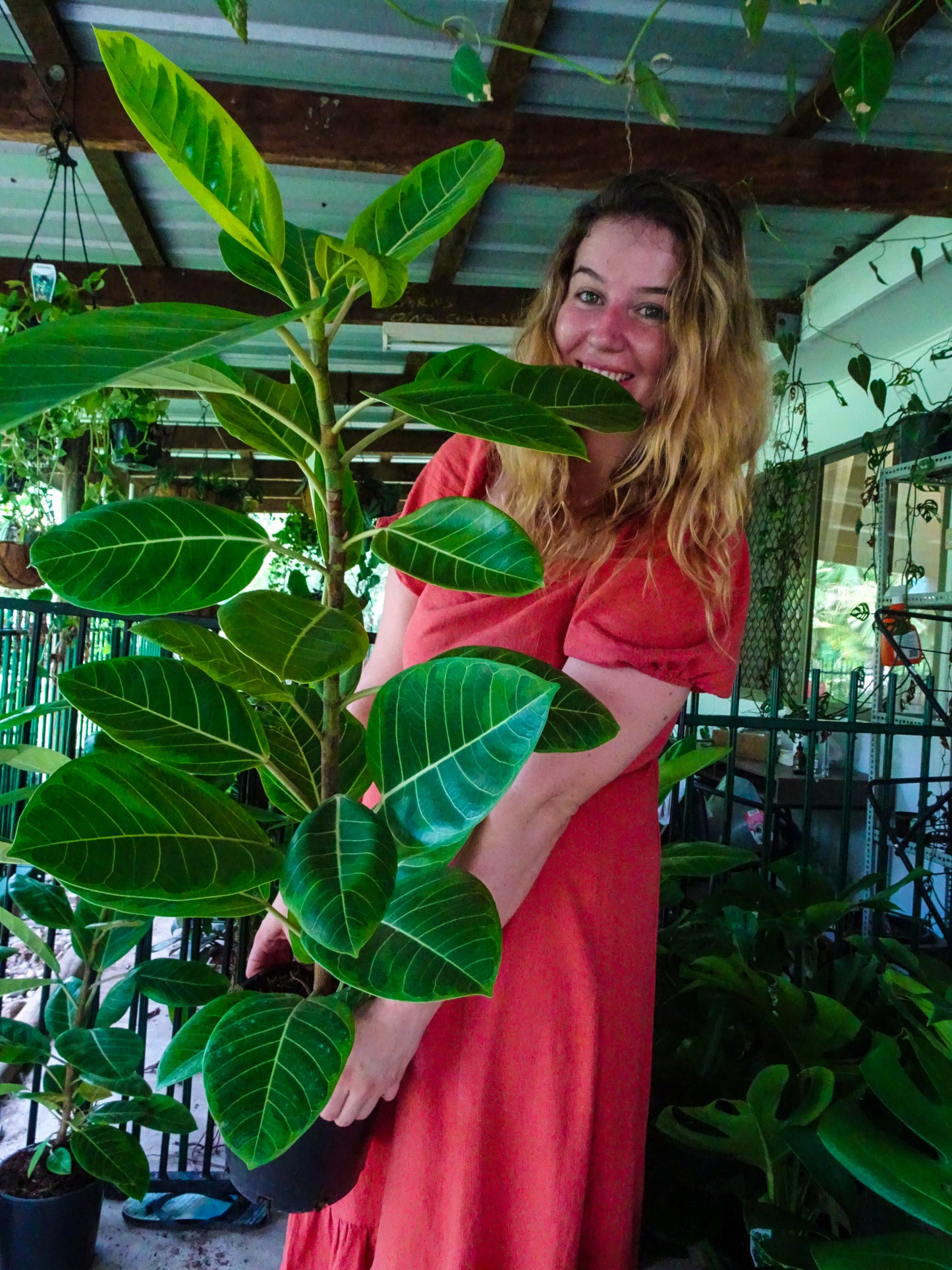 Giant Yellow Gem Rubber Tree