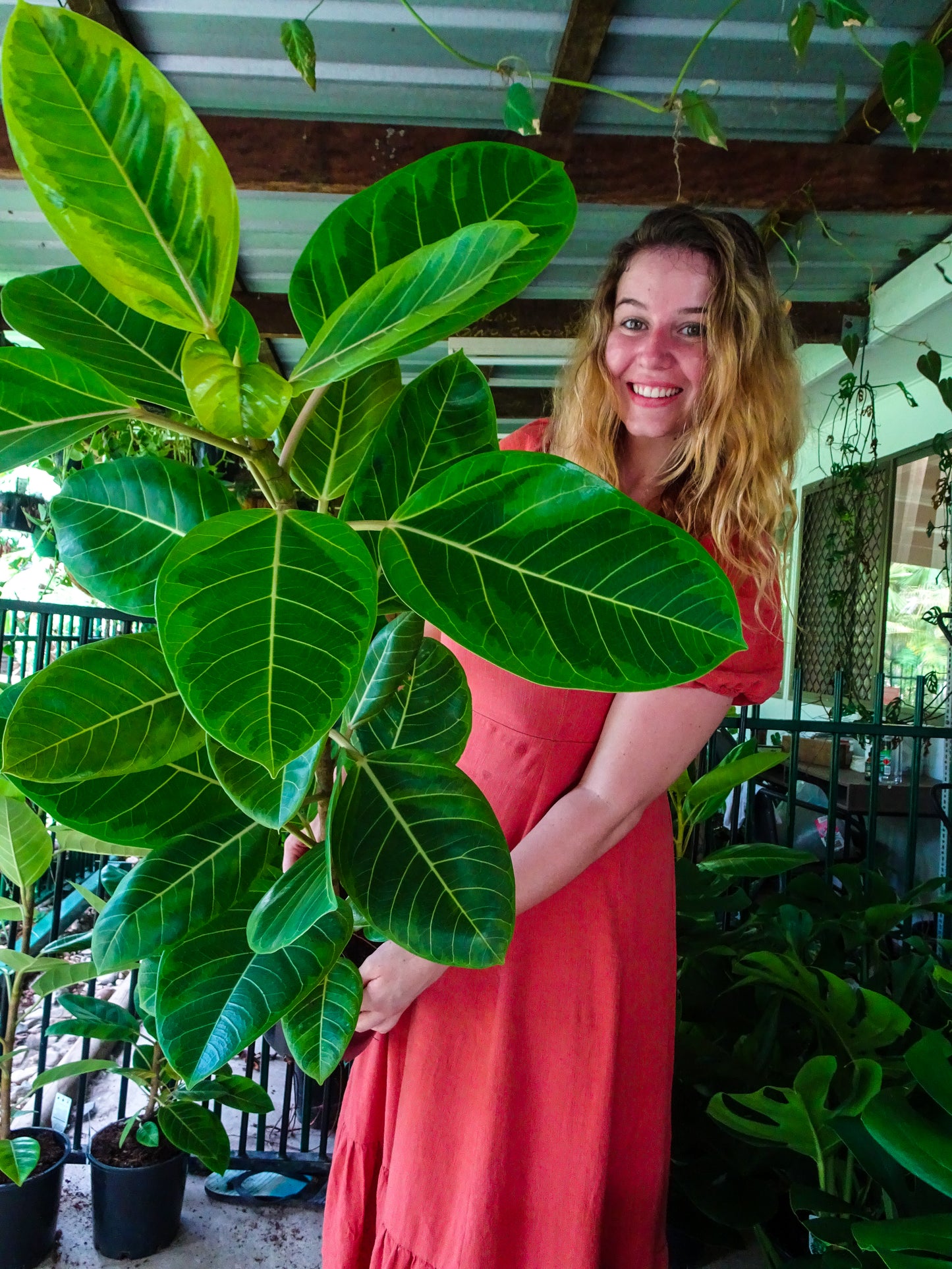 Giant Yellow Gem Rubber Tree