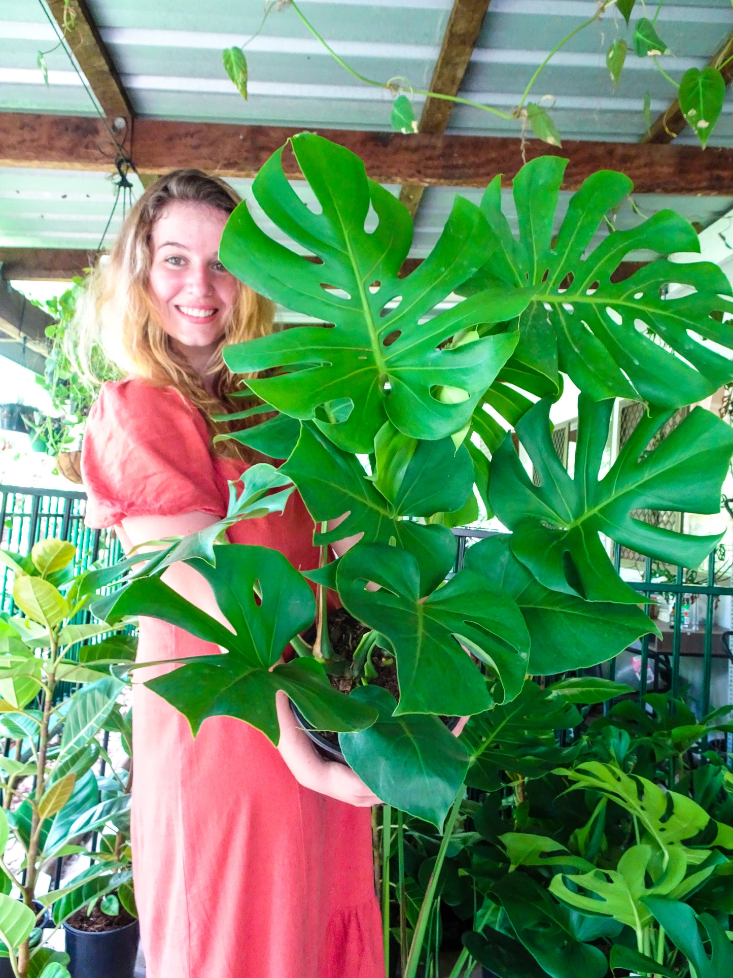 Giant Monstera Deliciosa