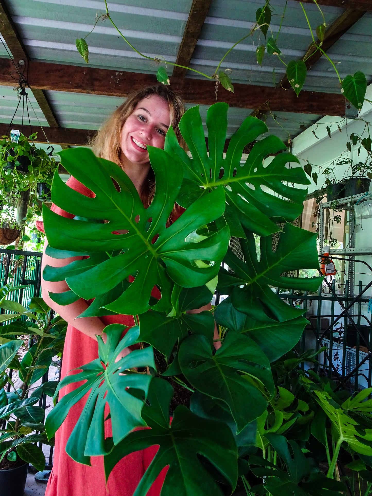 Giant Monstera Deliciosa