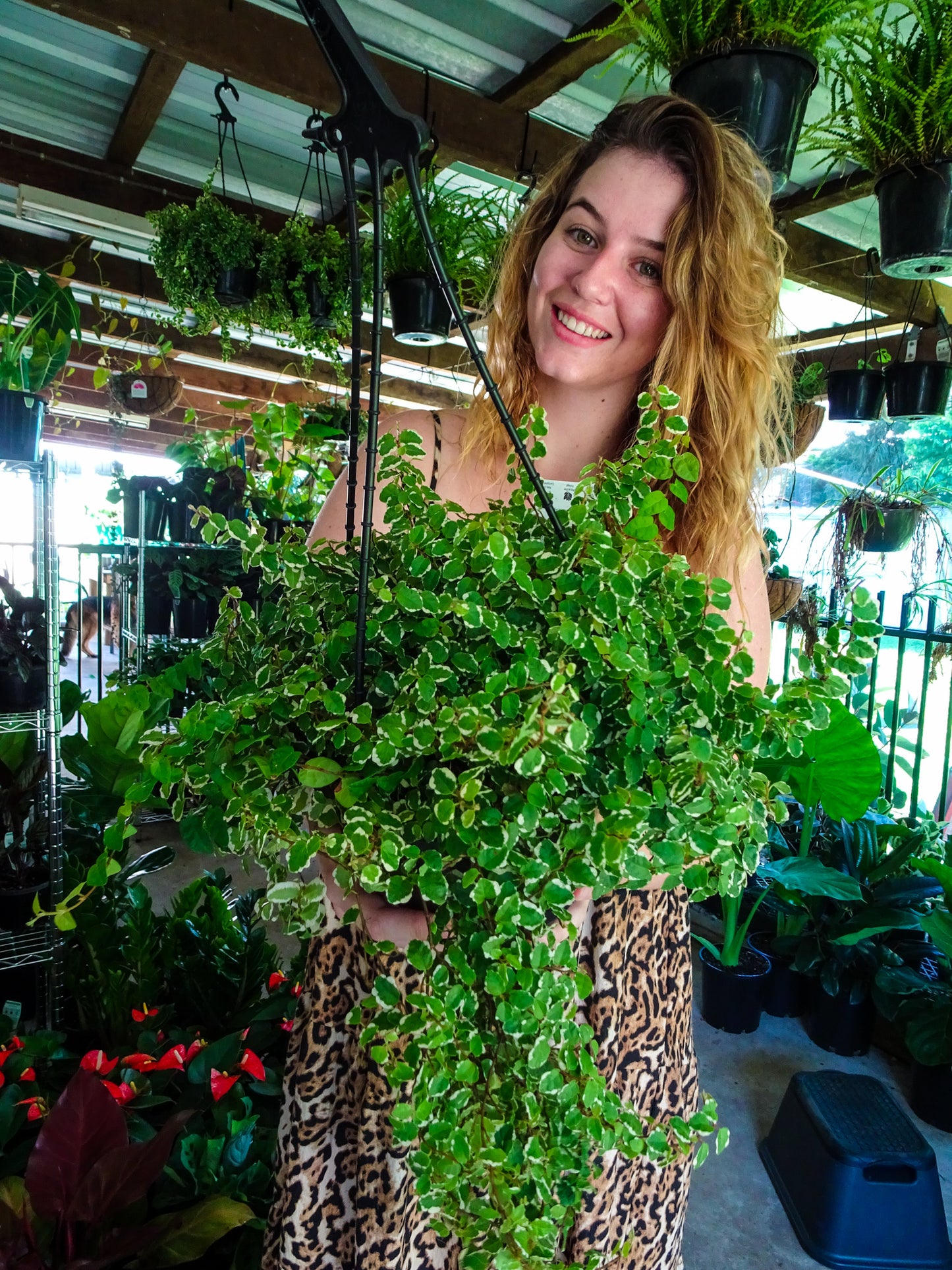 Ficus Pumila Vareigated Hanging Basket