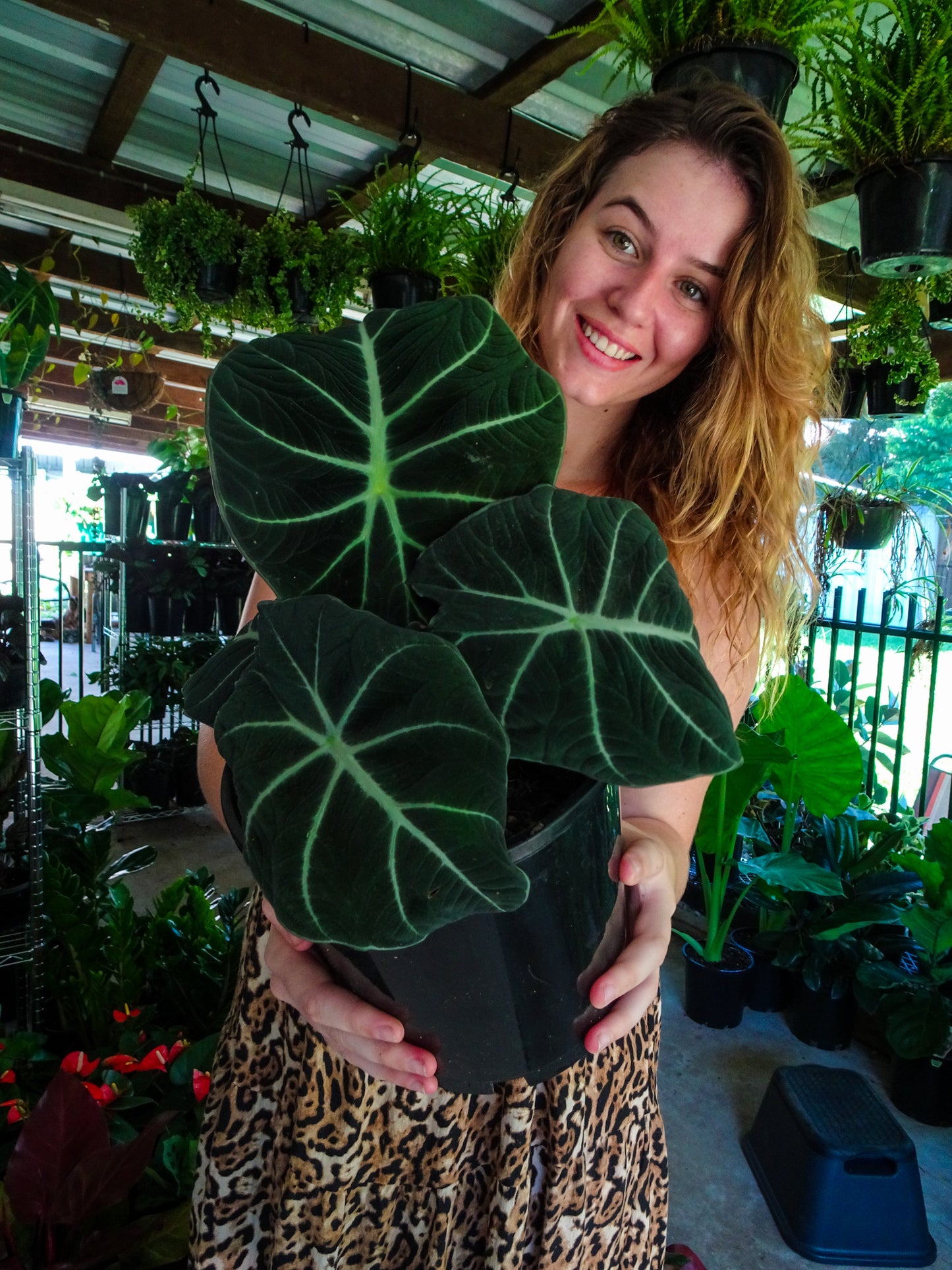 Alocasia Black Velvet
