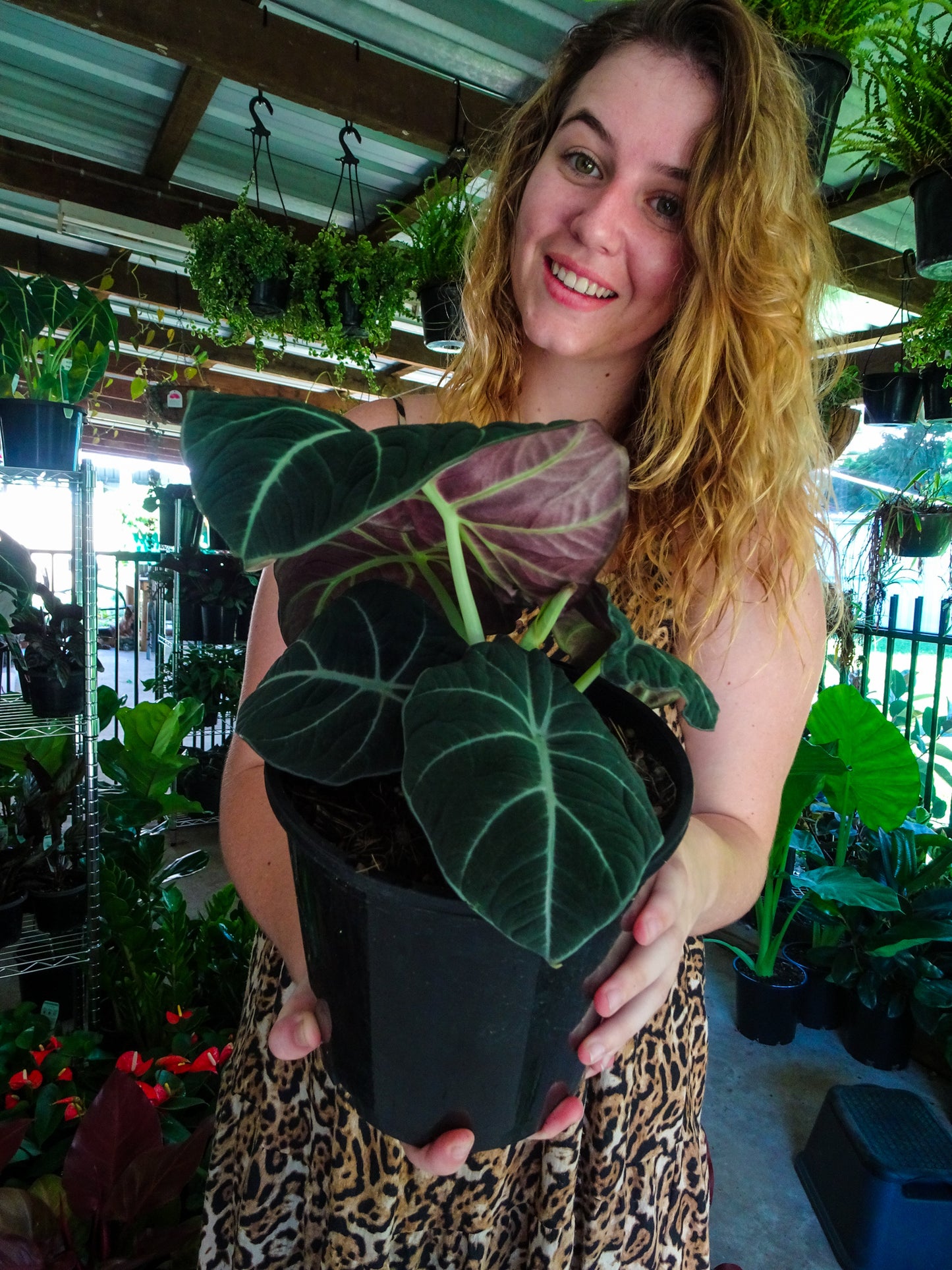 Alocasia Black Velvet