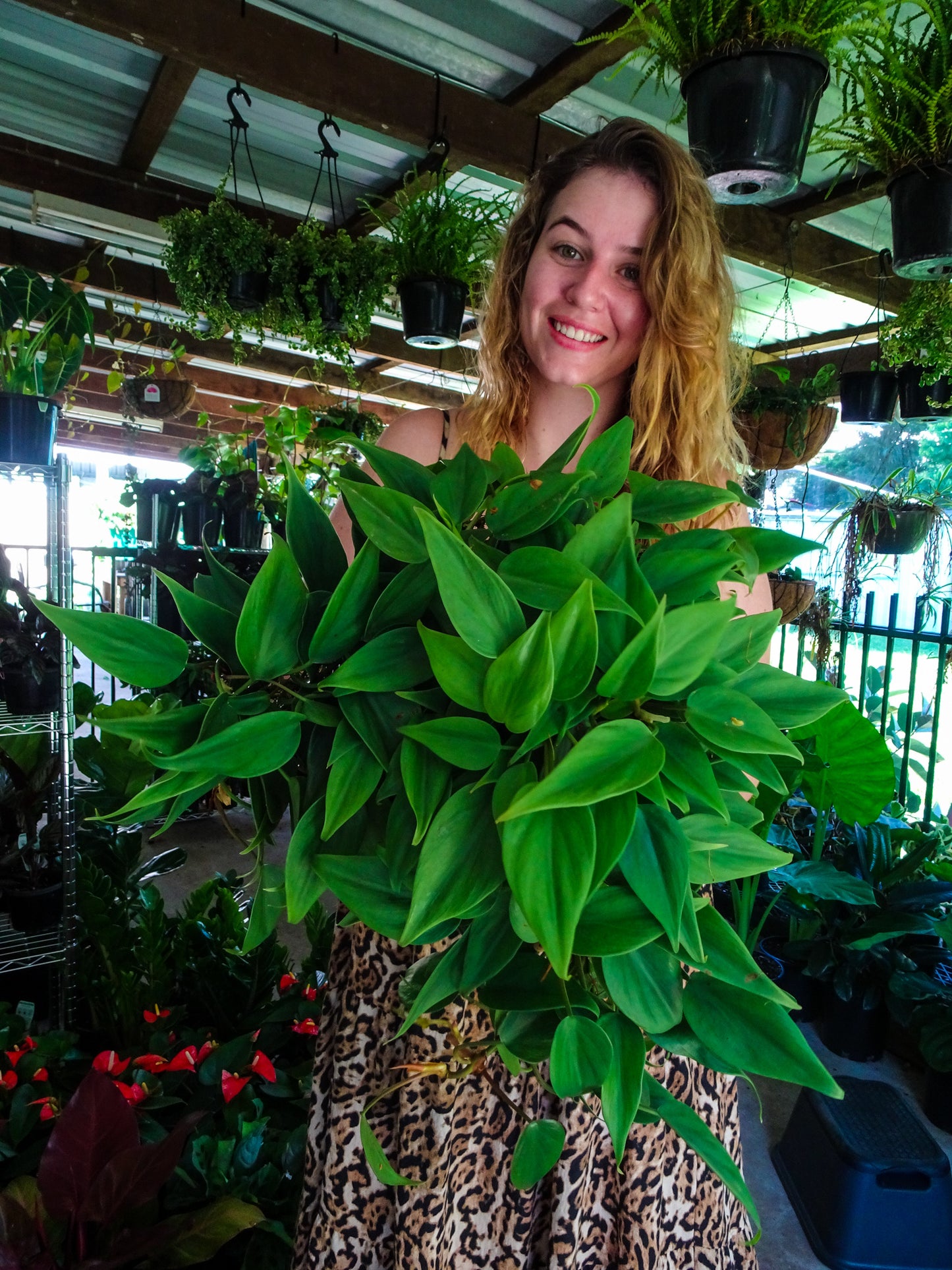 Philodendron Emerald