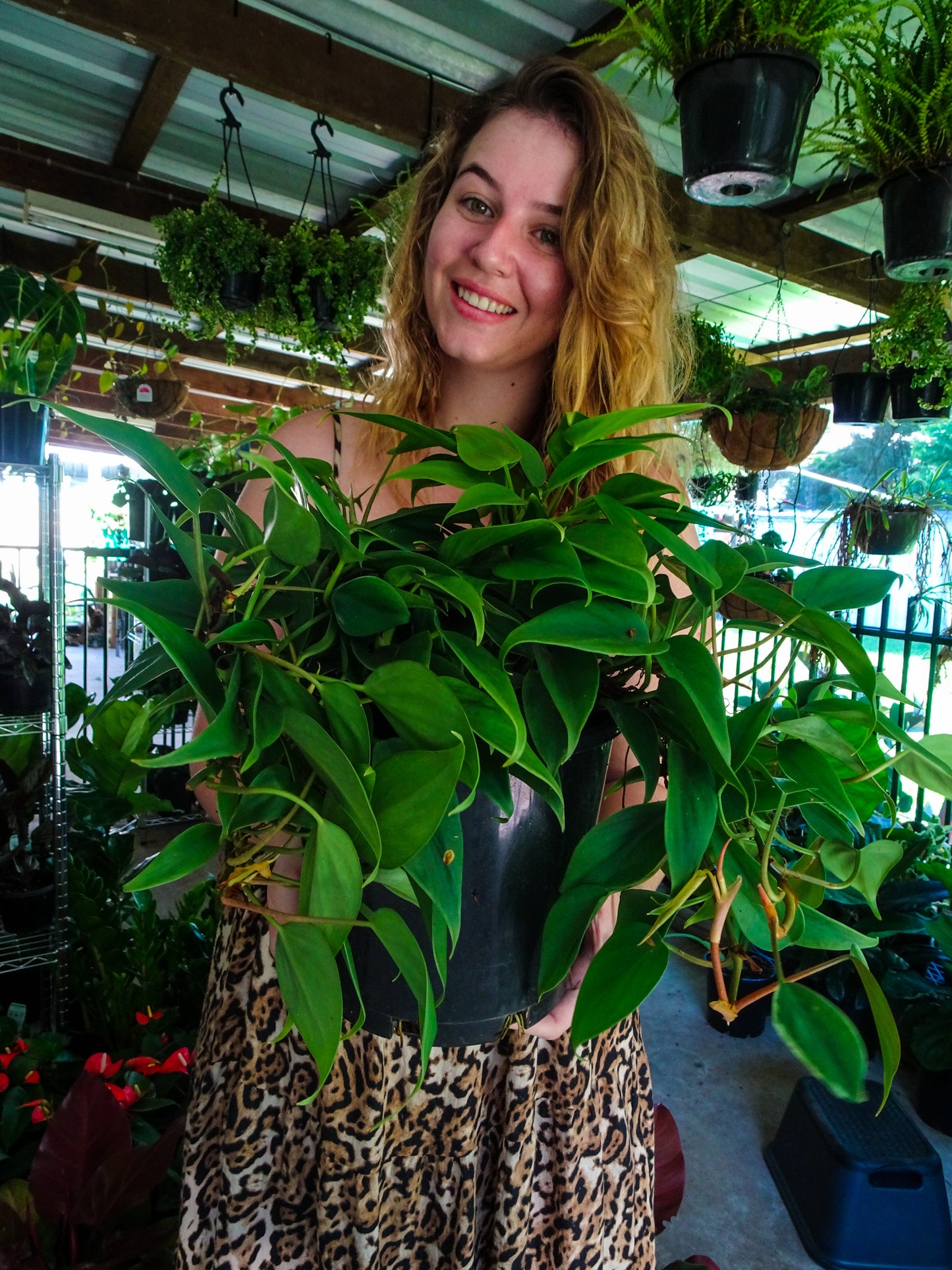 Philodendron Emerald