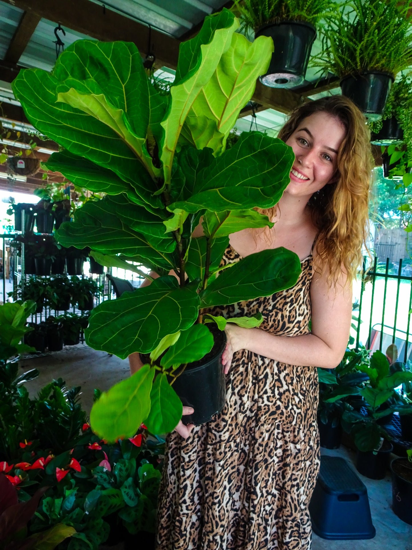 Fiddle Leaf Fig 200mm