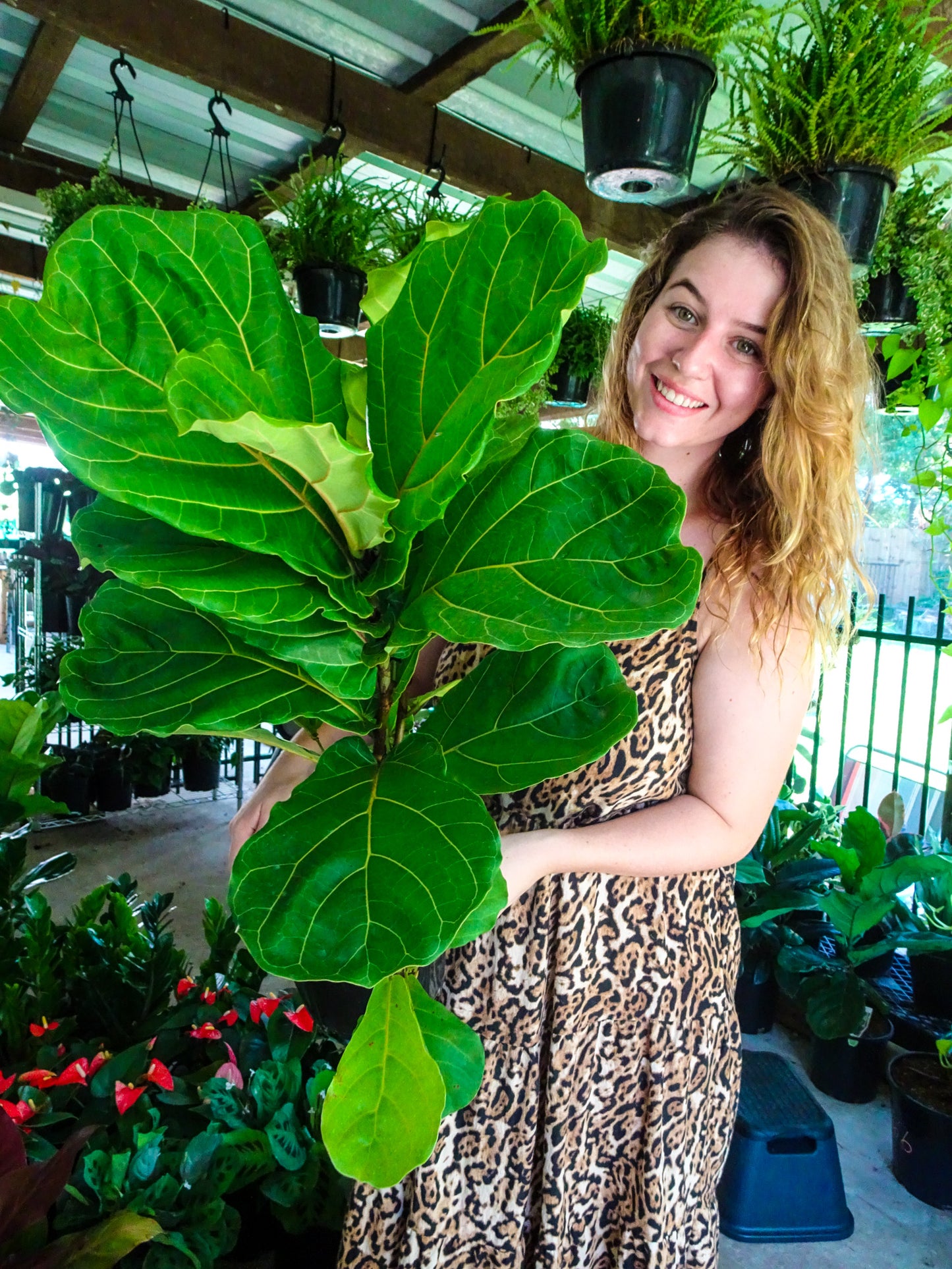 Fiddle Leaf Fig 200mm