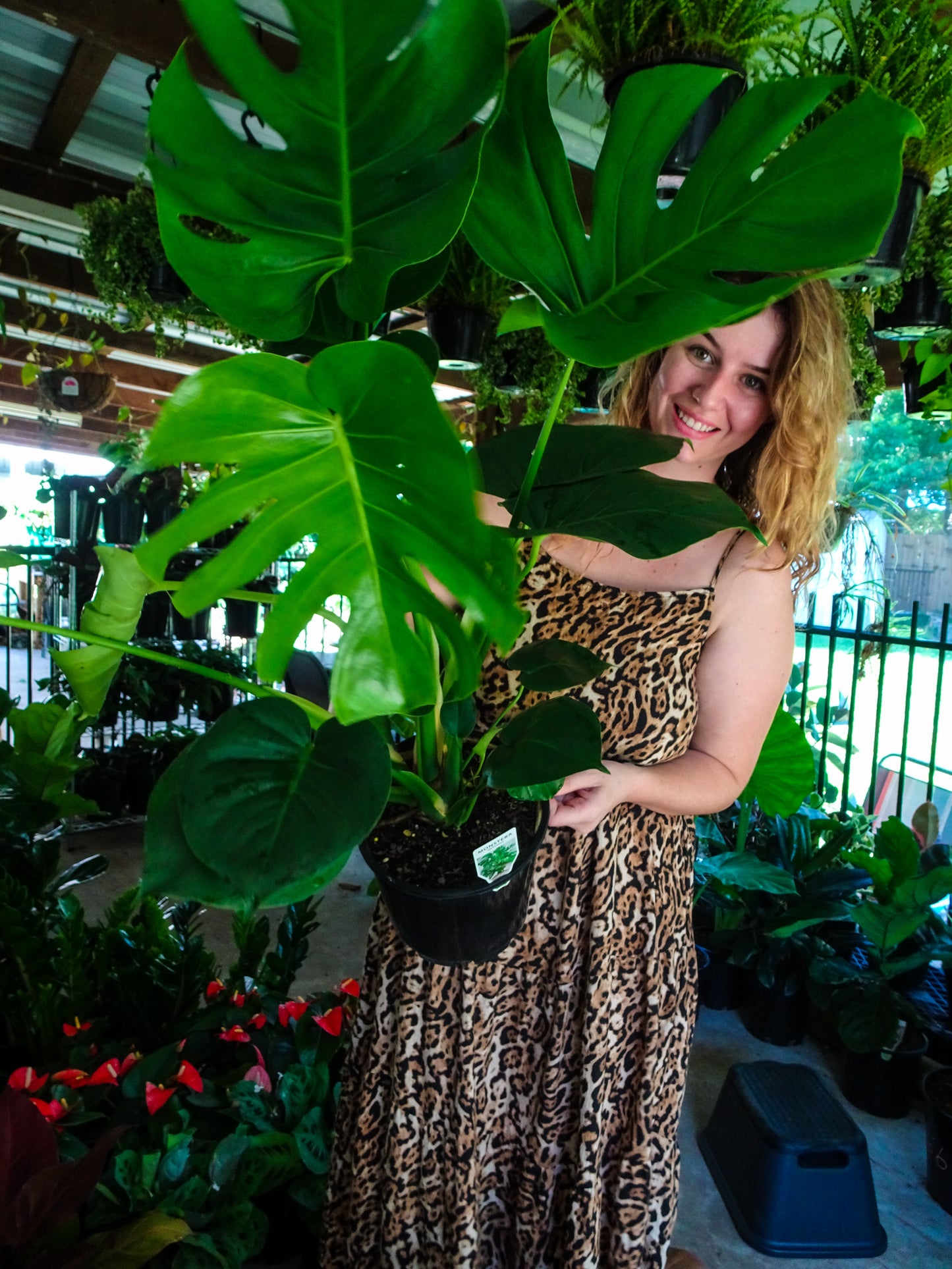 Monstera Deliciosa