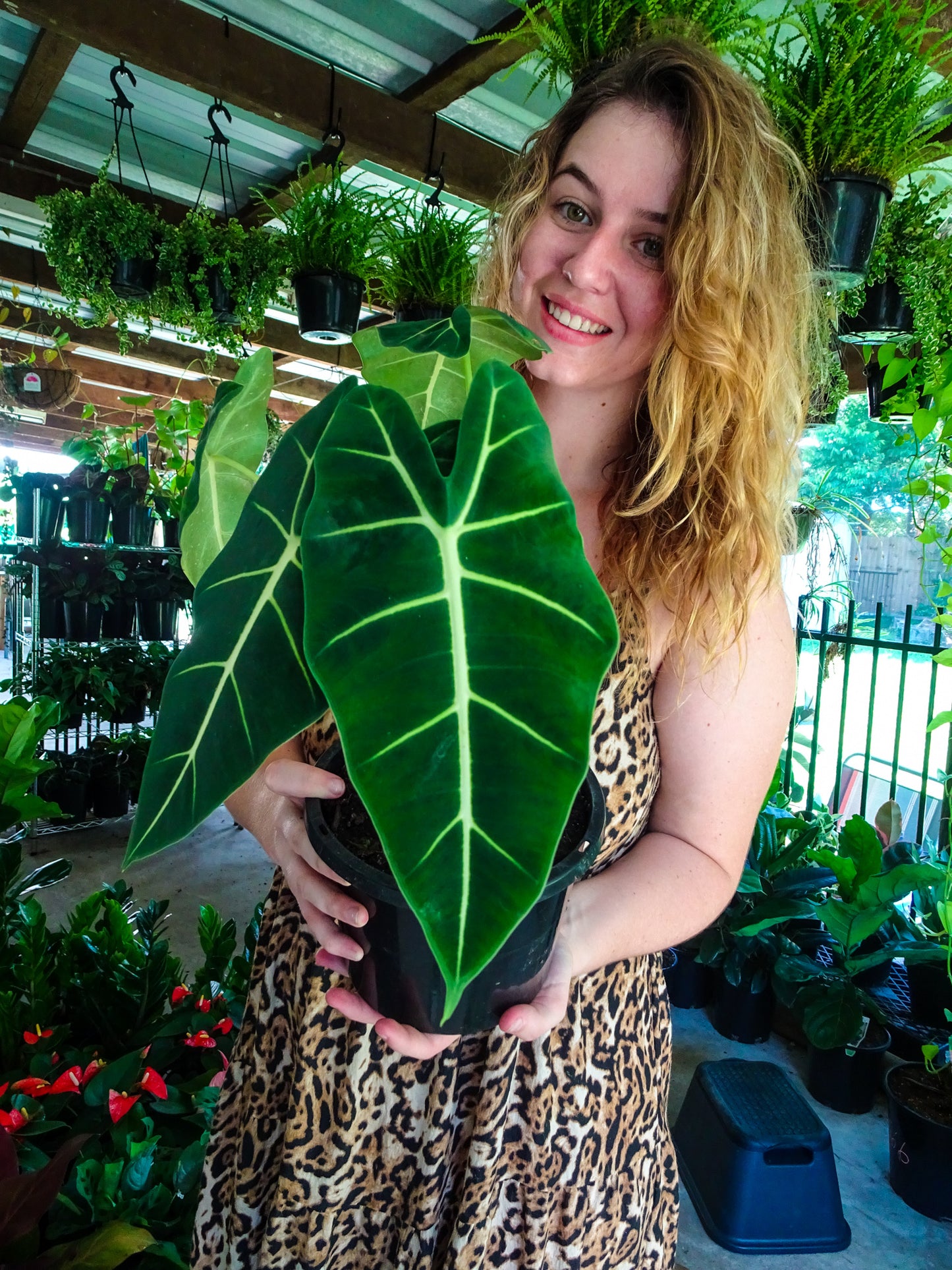 Alocasia Green Velvet
