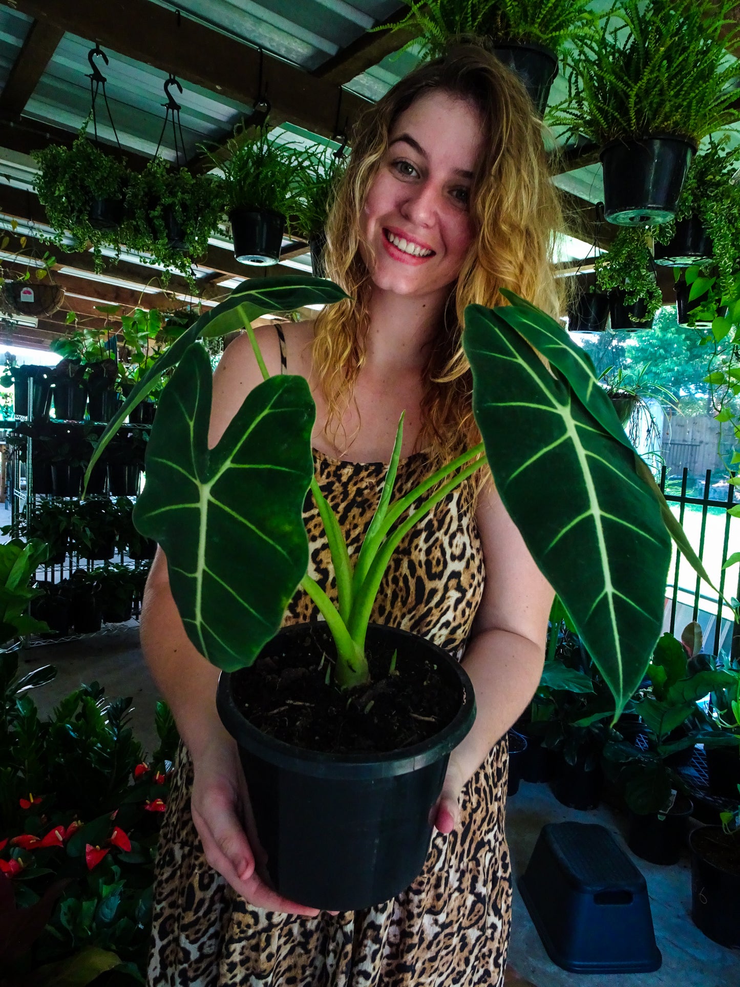 Alocasia Green Velvet