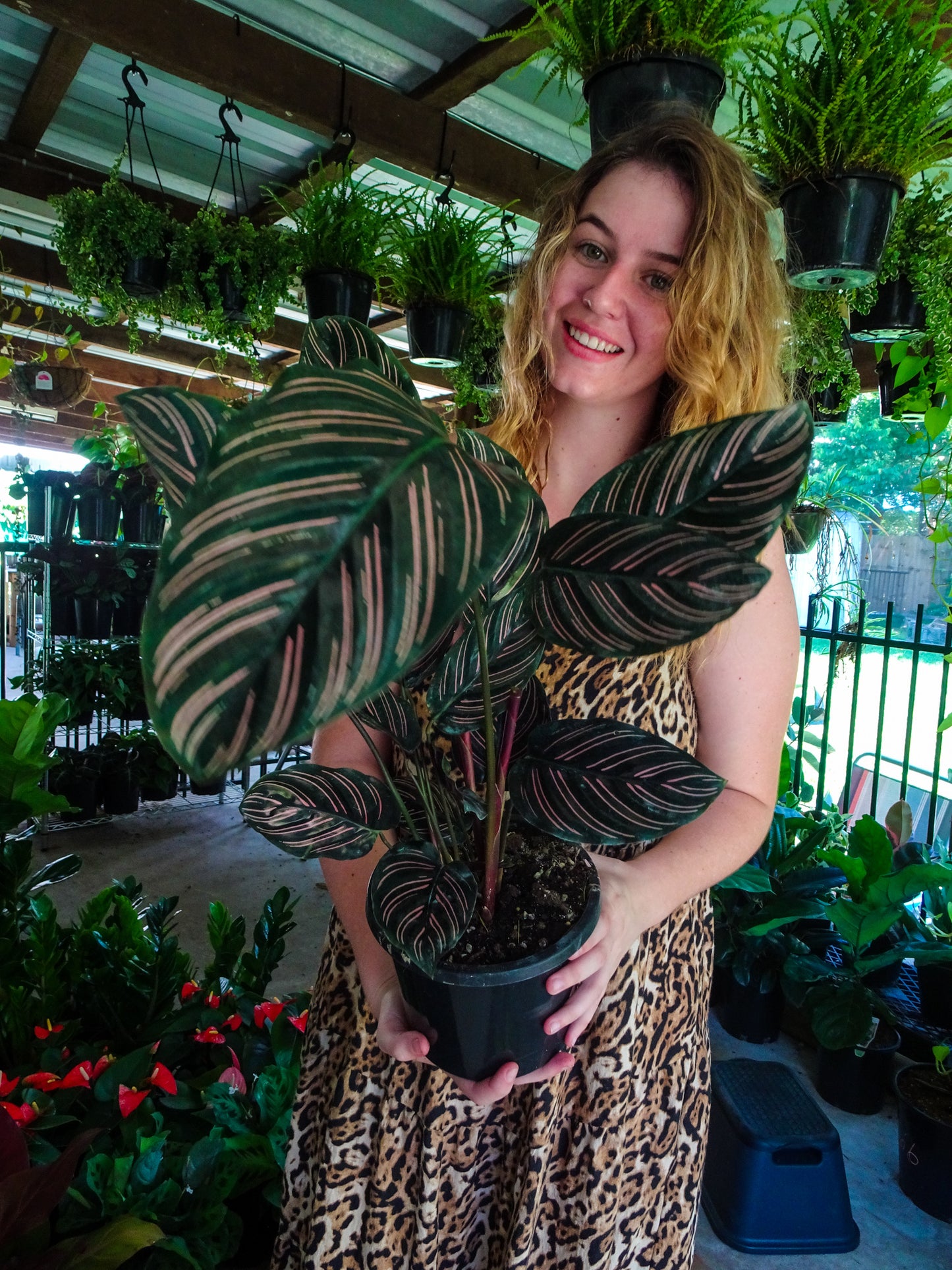 Calathea Pinstripe