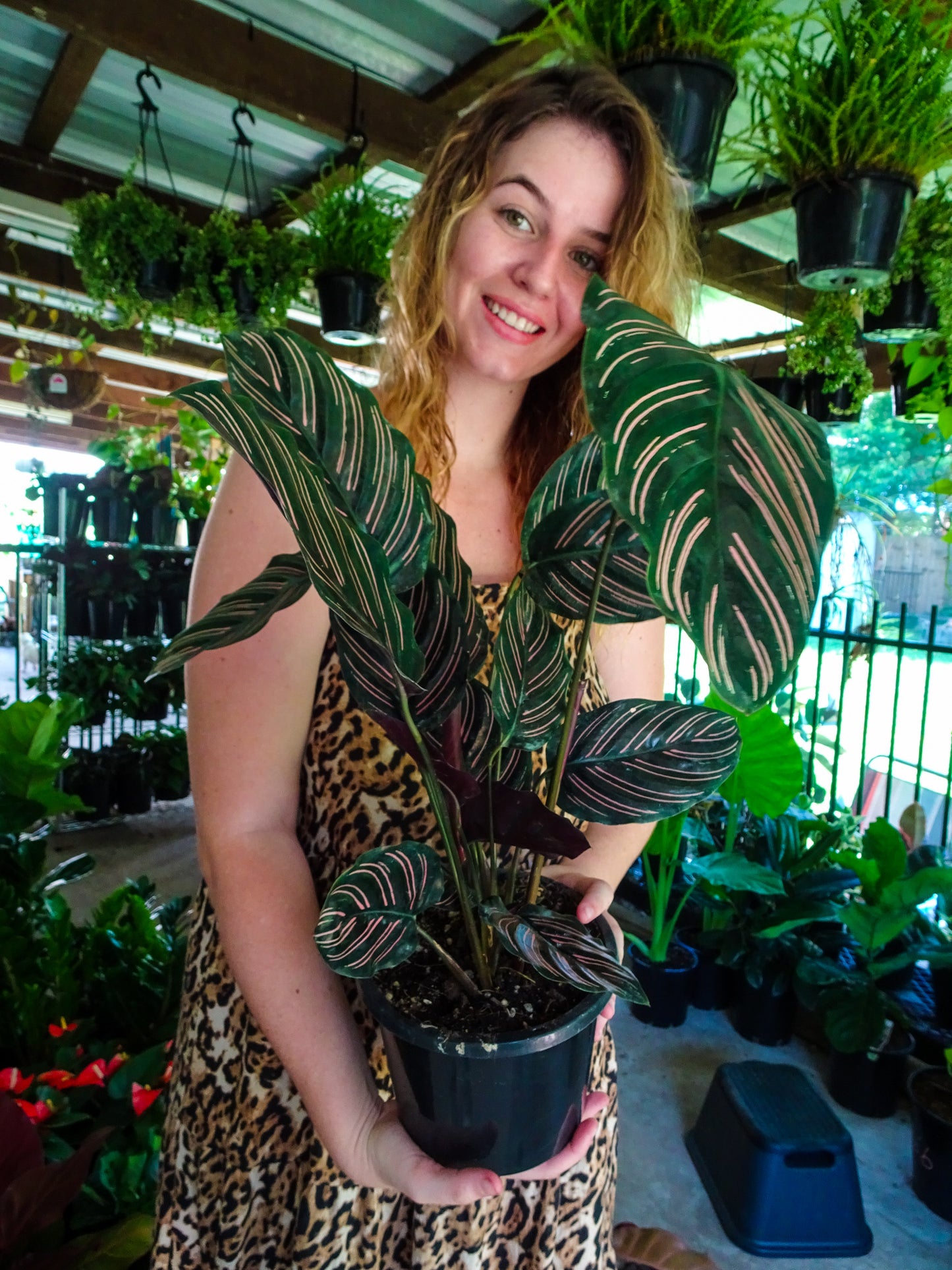 Calathea Pinstripe