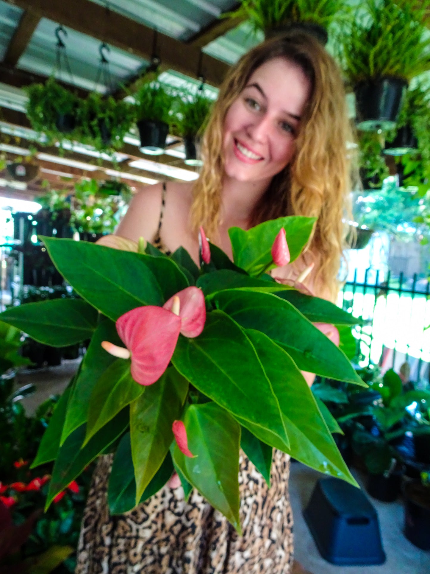 Anthurium Small Talk Pink
