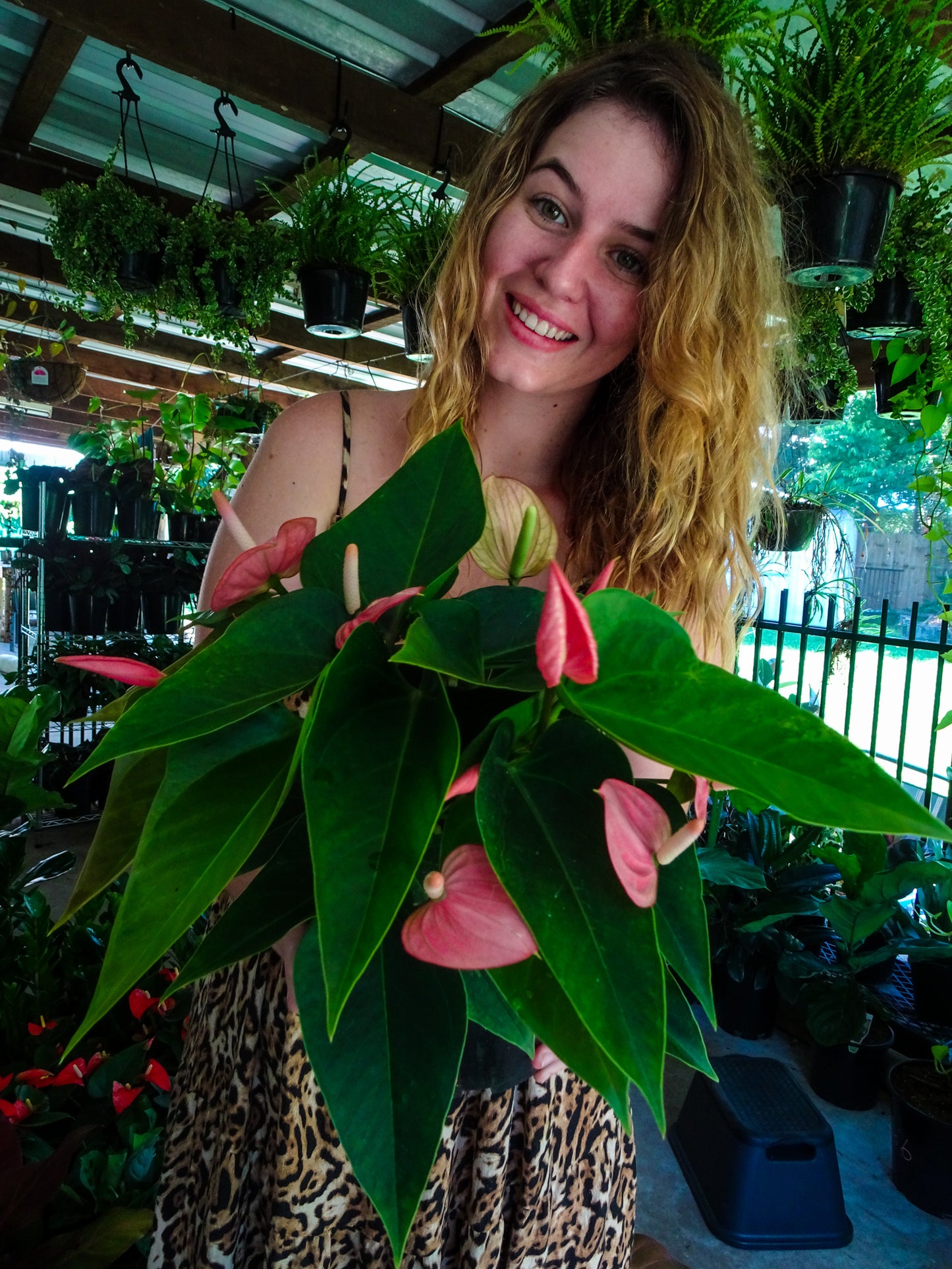 Anthurium Small Talk Pink
