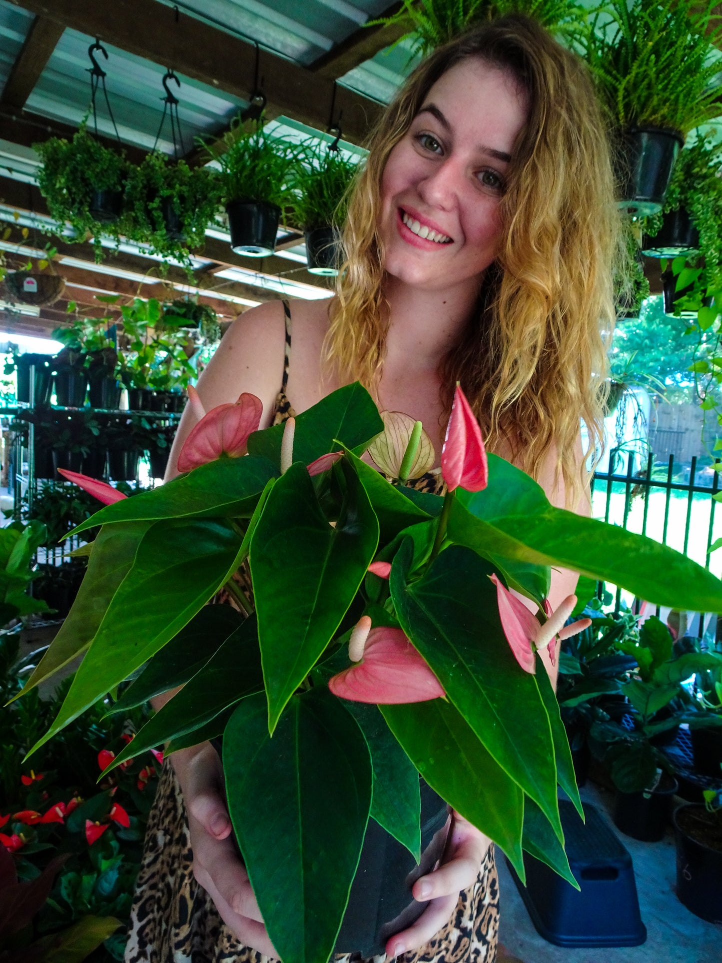 Anthurium Small Talk Pink